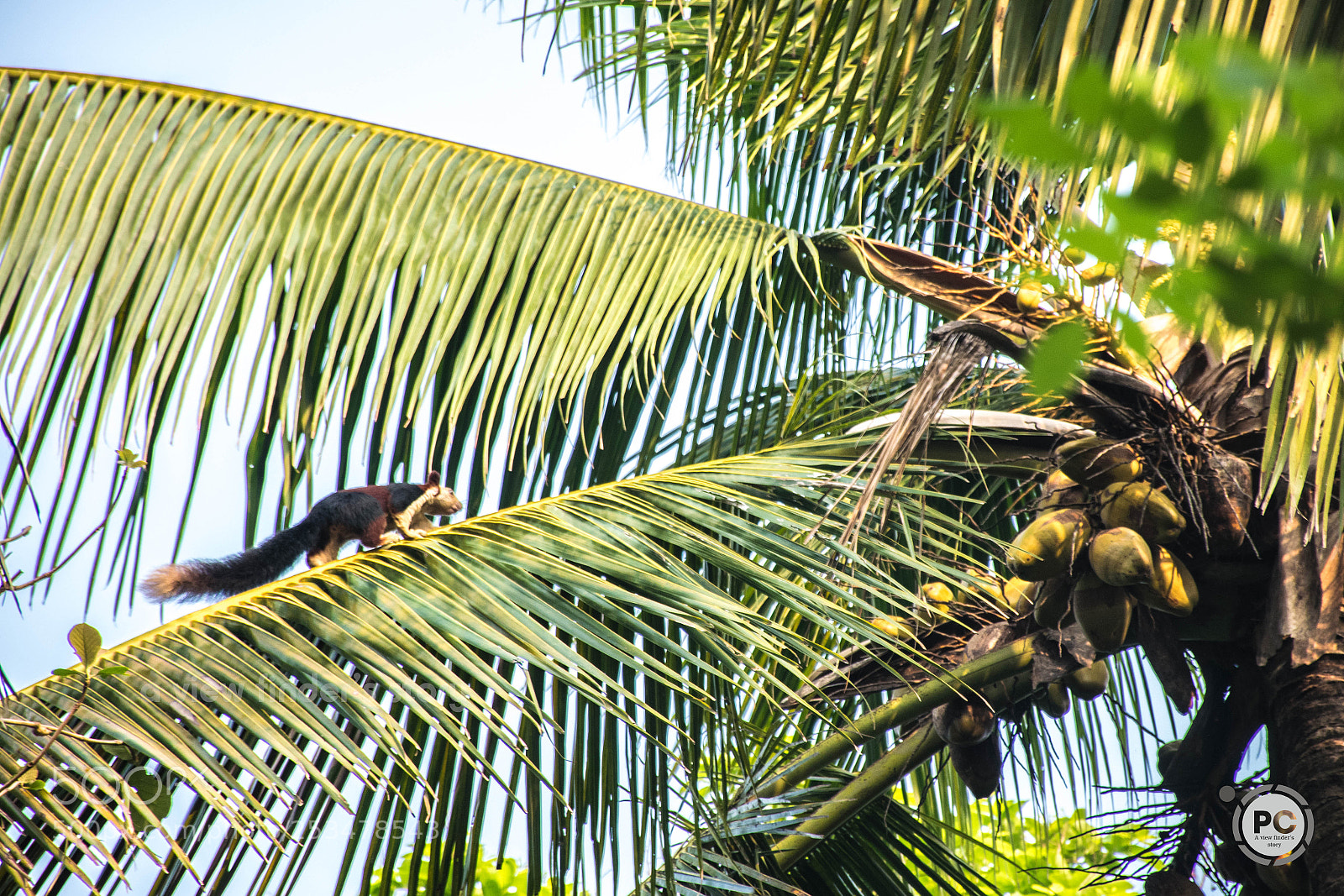 Nikon D5300 sample photo. The indian giant squirrel photography