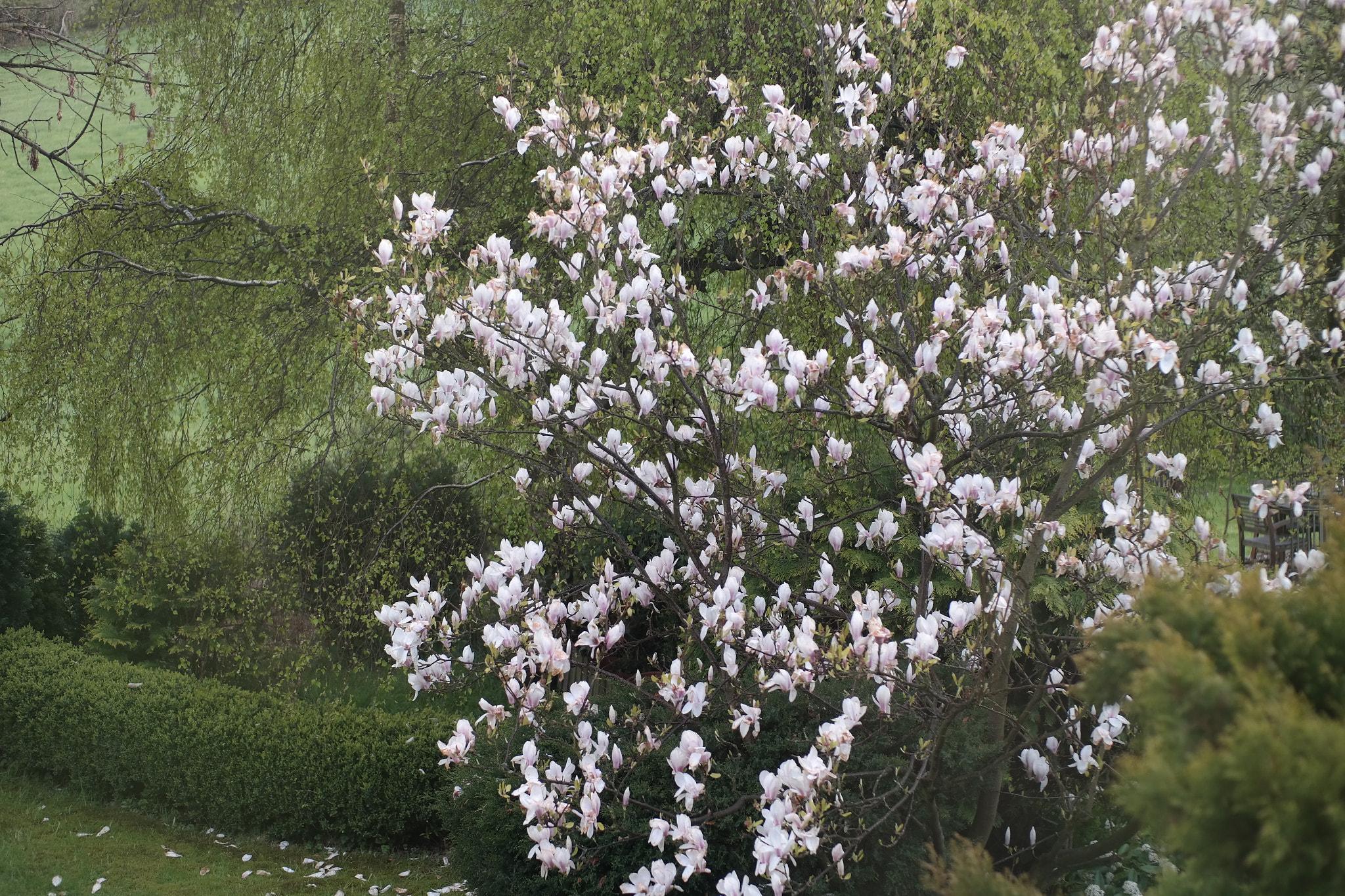 Samsung EK-GN120 sample photo. Blossoms photography