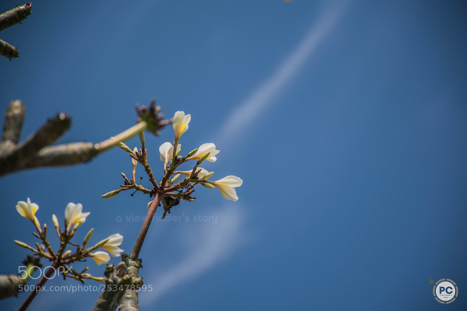 Nikon D5300 sample photo. Flower photography