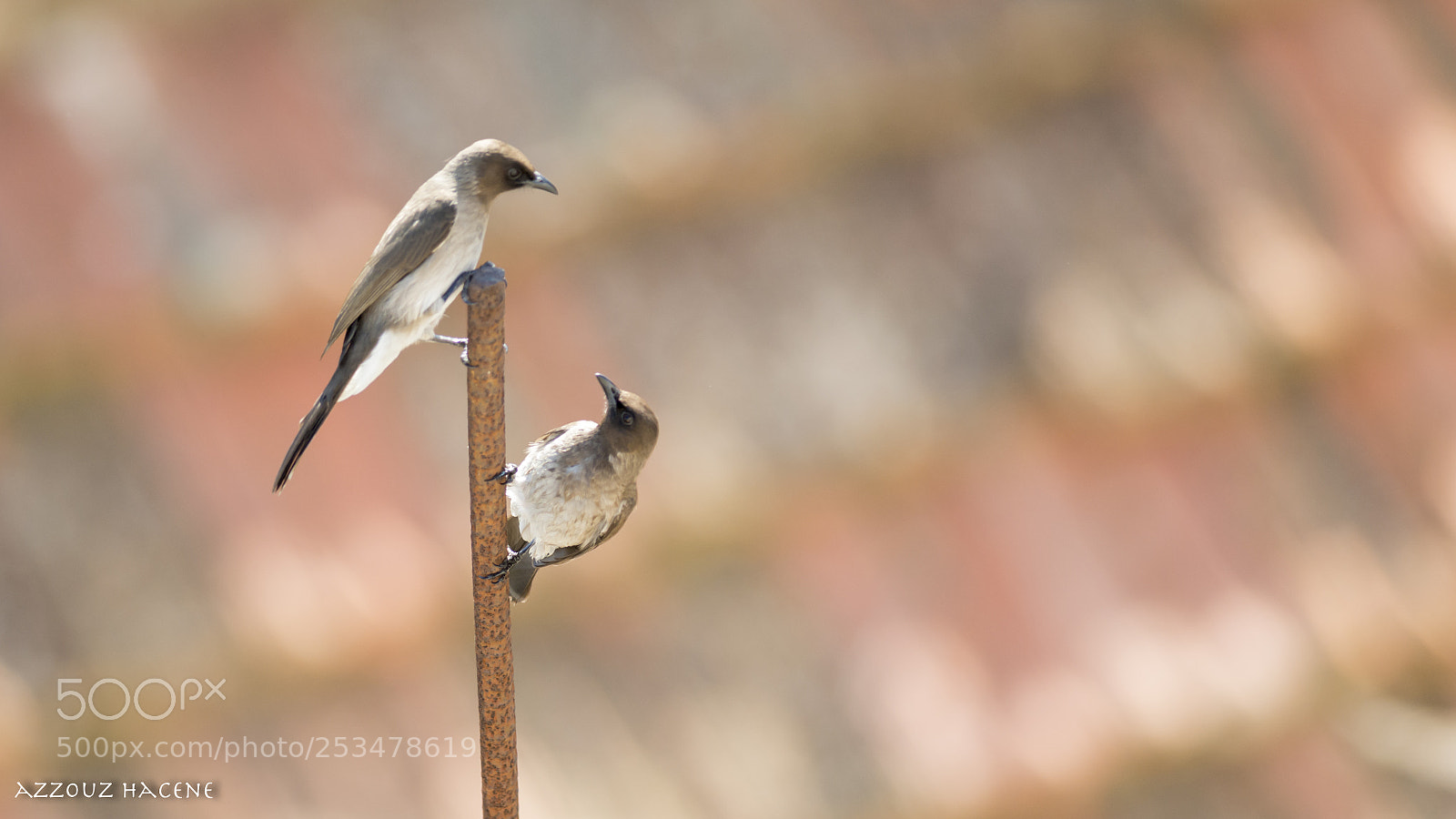 Nikon D800E sample photo. Bulbul des jardins photography
