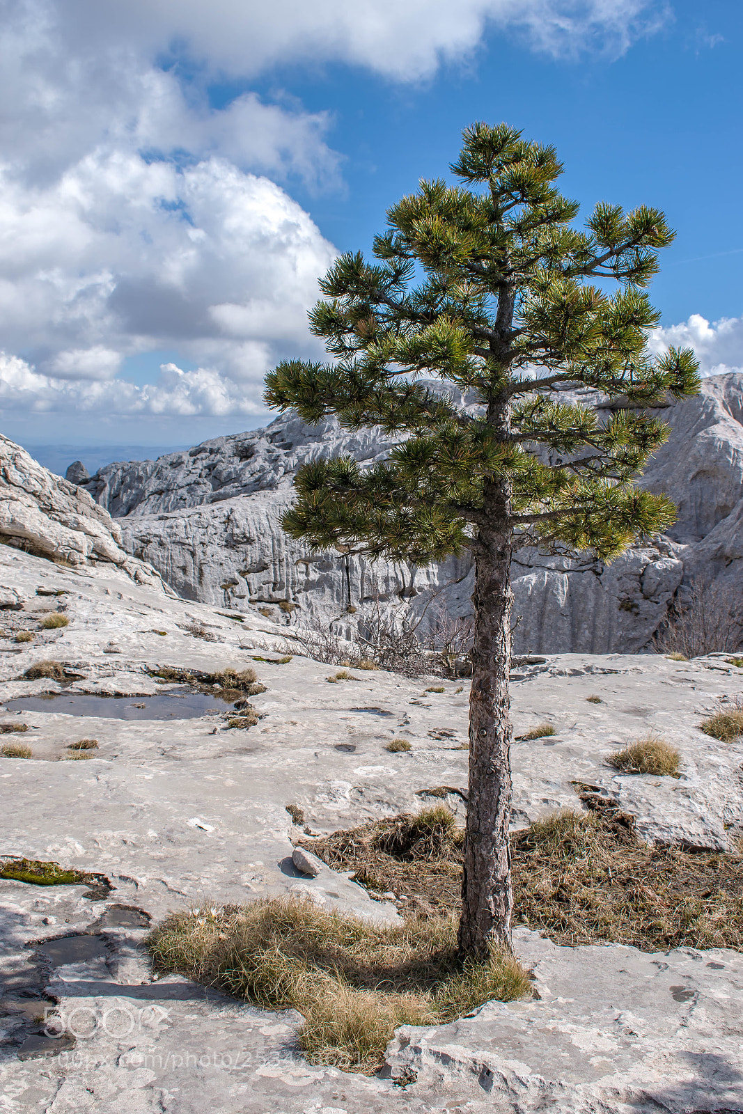 Nikon D5300 sample photo. Pine on the rock photography
