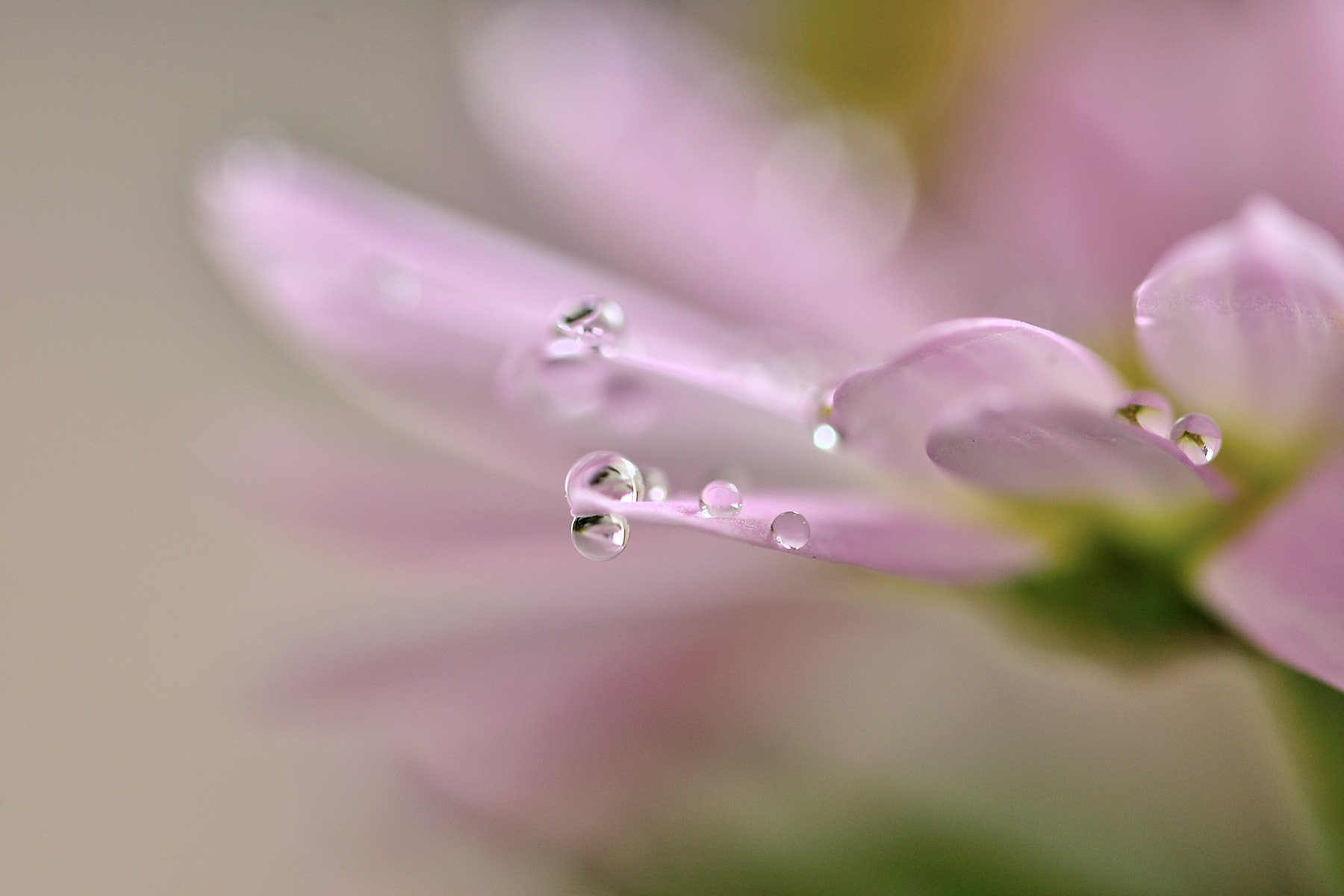 Sigma 105mm F2.8 EX DG OS HSM sample photo. Morning photography