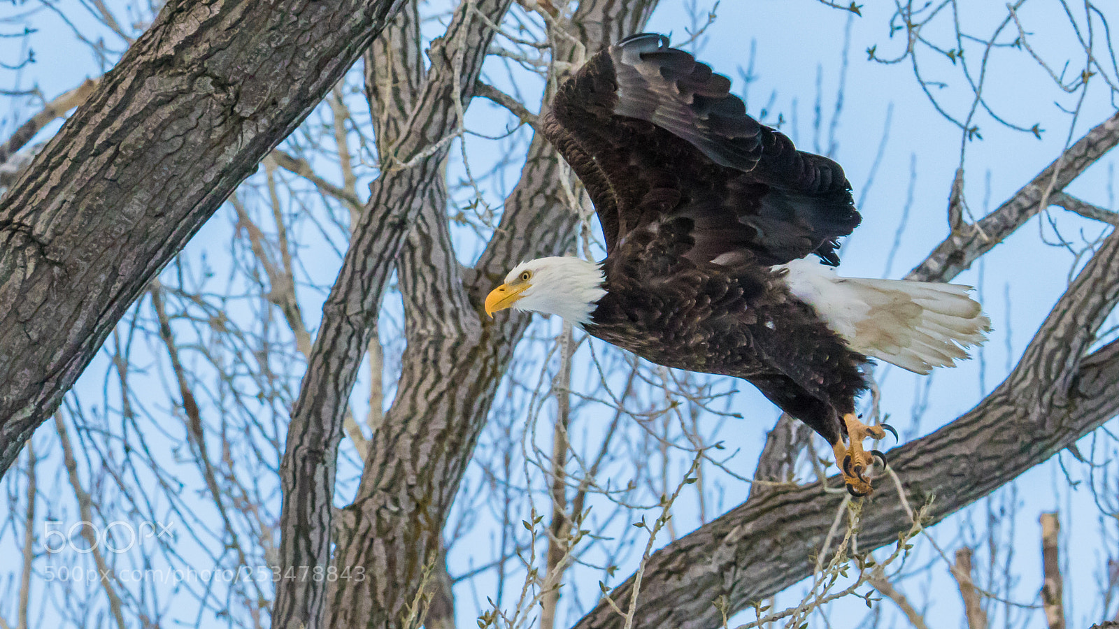 Canon EOS 7D Mark II sample photo. Bald eagle takes flight photography
