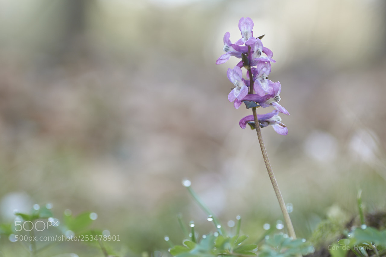 Sony SLT-A99V sample photo. Where the wild orchids photography