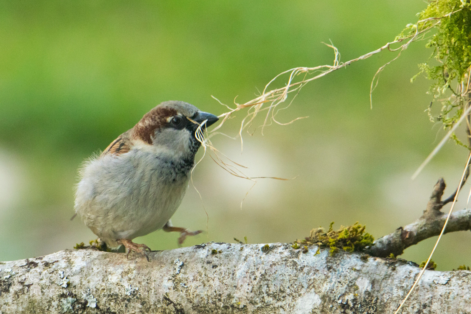 Canon EOS 7D Mark II sample photo. Moineau domestique-passer domesticus-house sparrow photography
