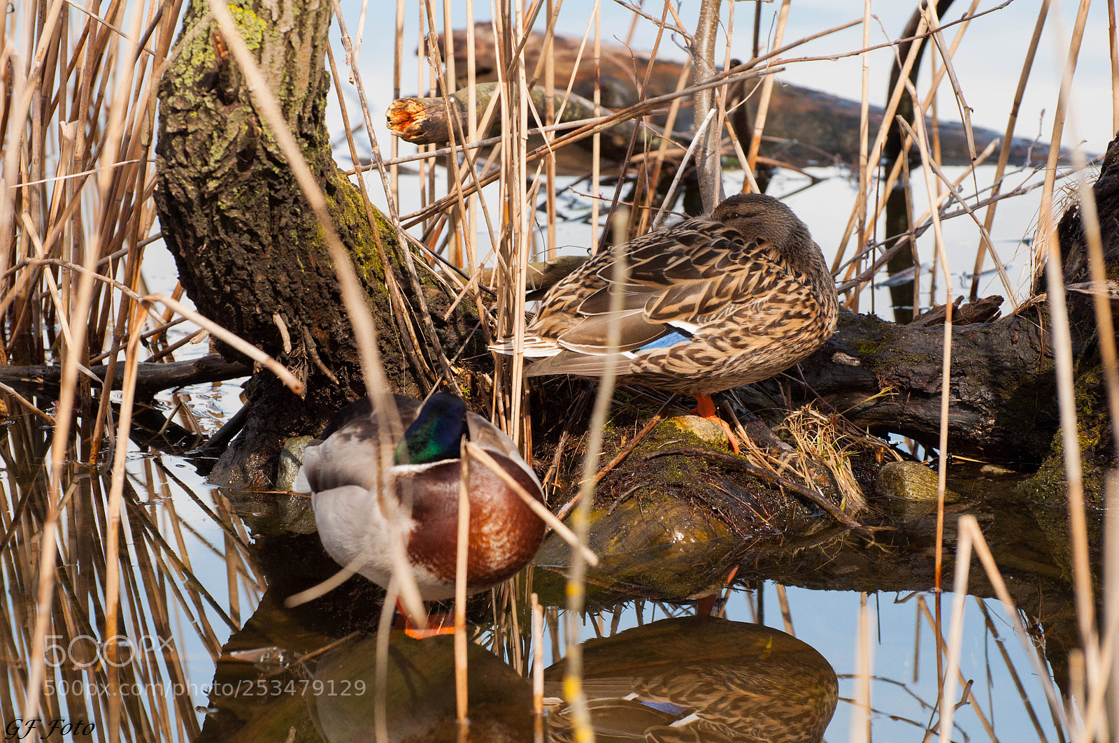 Nikon D90 sample photo. Lago piccolo avigliana () photography