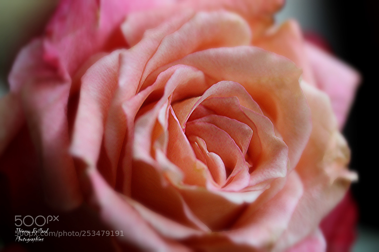 Canon EOS 600D (Rebel EOS T3i / EOS Kiss X5) sample photo. Rose épanouie photography