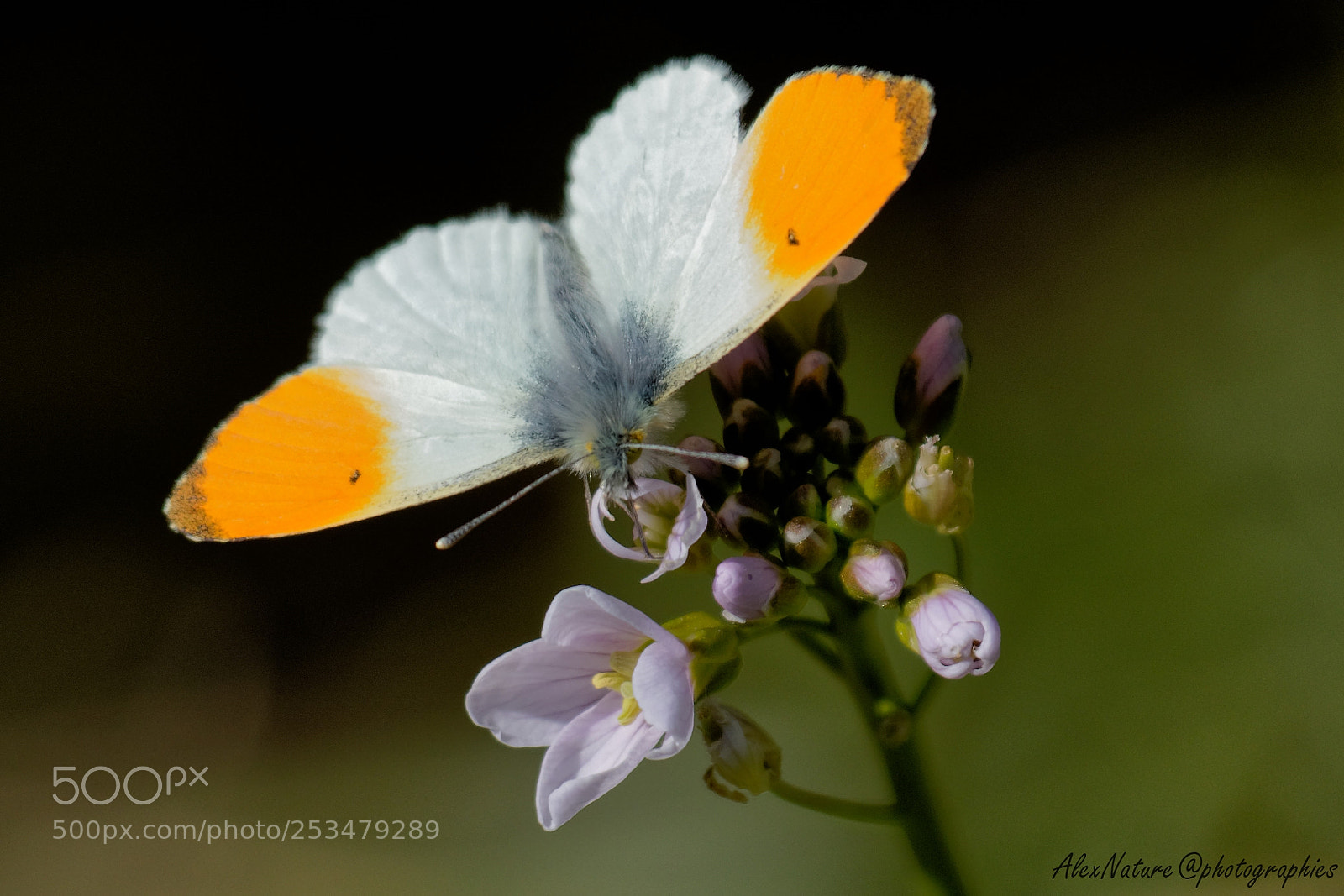 Canon EOS 7D Mark II sample photo. Premier papillon du printemps photography