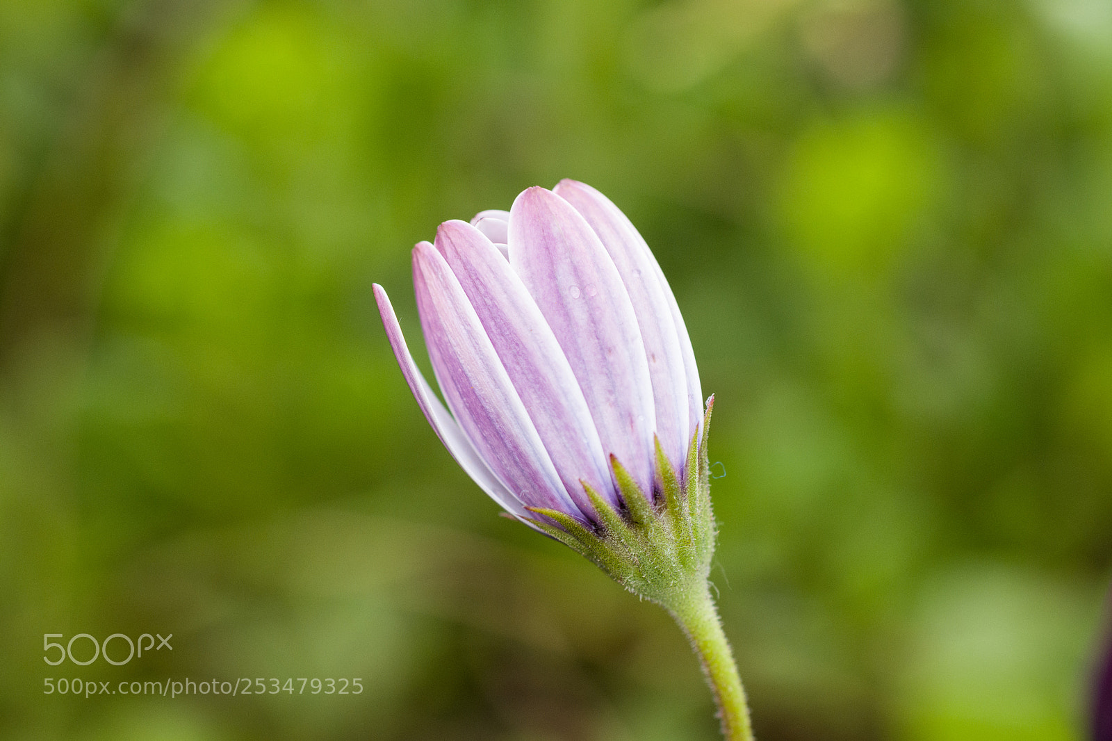 Nikon D5500 sample photo. Closed marguerite photography
