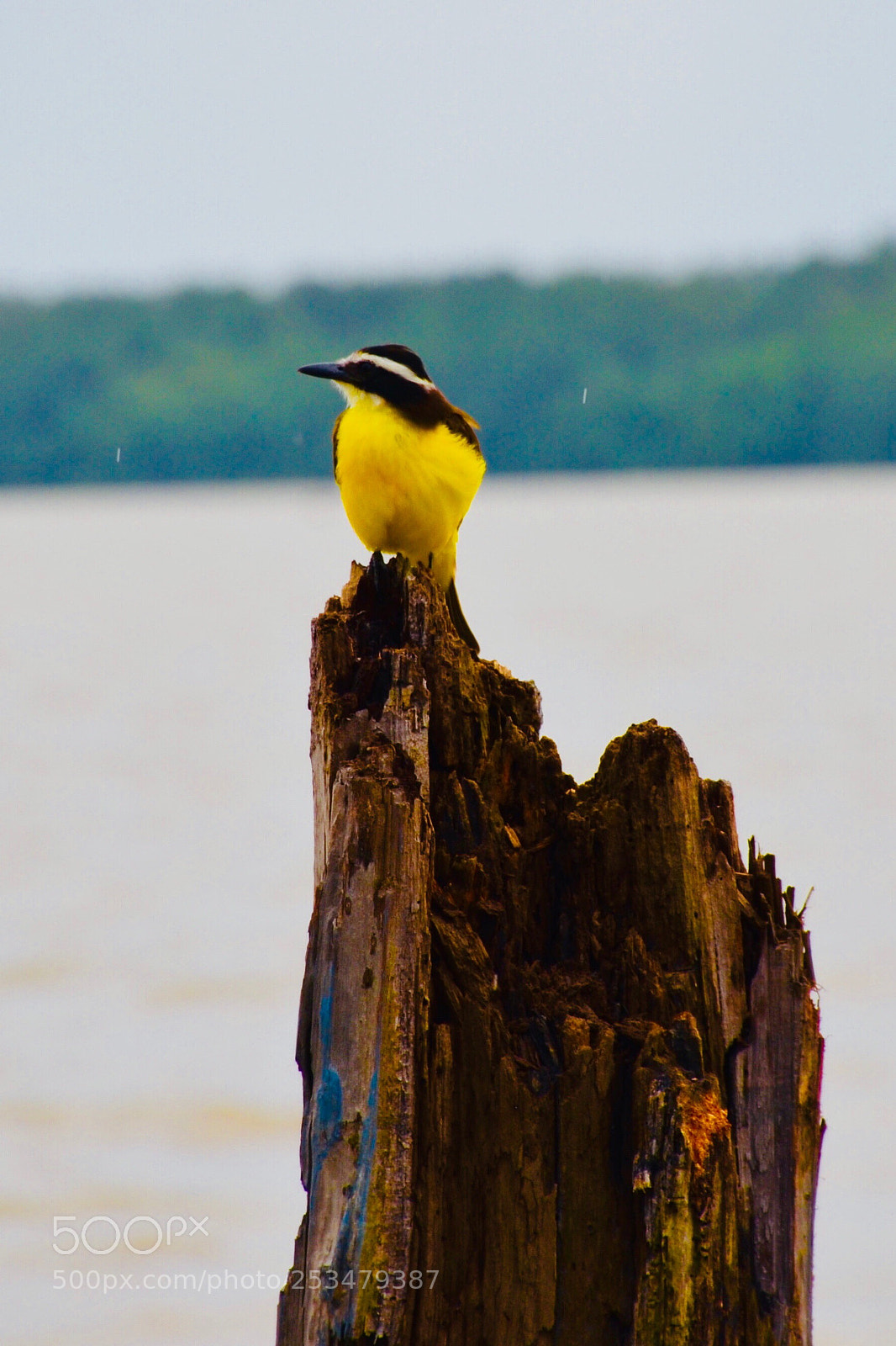 Nikon D7000 sample photo. This is my turf photography