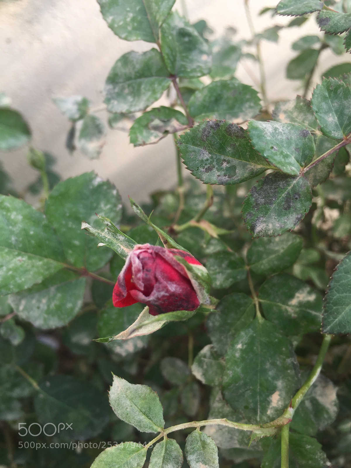 Apple iPhone 6 Plus sample photo. Untitled photography