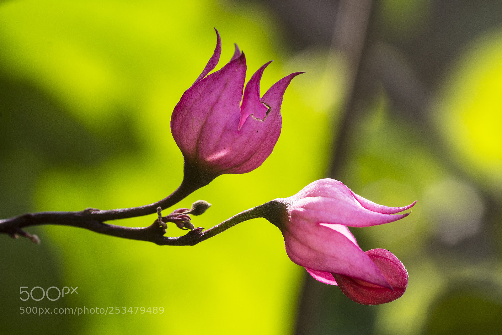 Canon EOS 60D sample photo. Flor da lagrima de photography