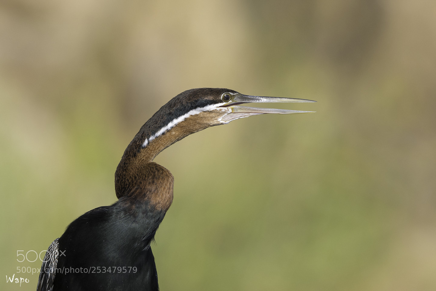 Nikon D500 sample photo. African darter photography