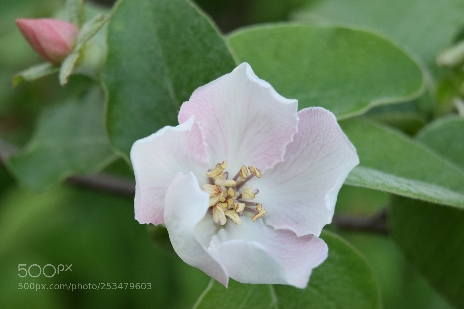 Nikon D3300 sample photo. Plum blossom photography