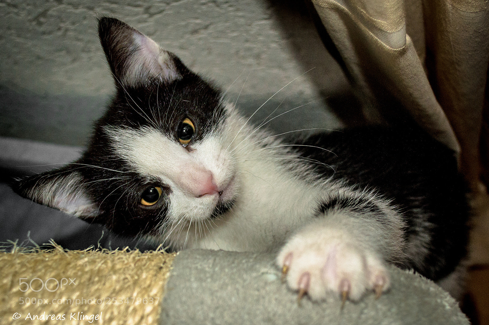 Nikon D3200 sample photo. Cat photography