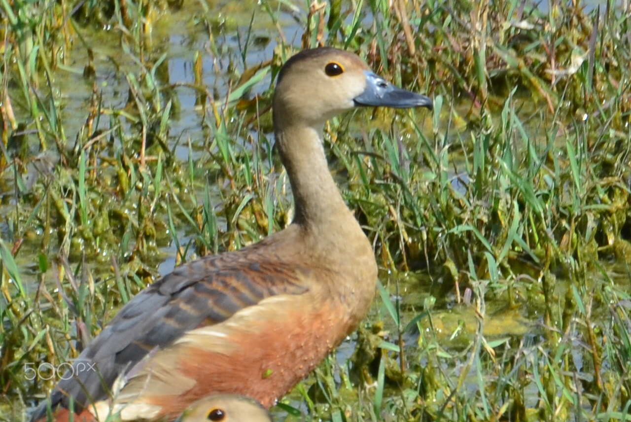 Nikon D5100 sample photo. Birds glorious birds- lesser whistlising duck photography