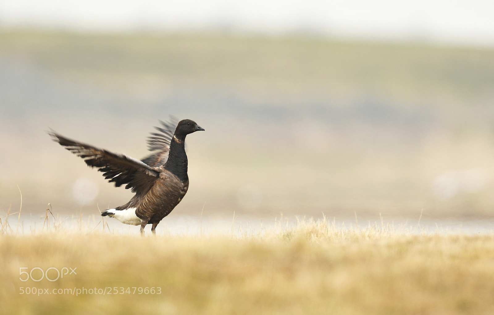 Nikon D500 sample photo. Brent goose photography