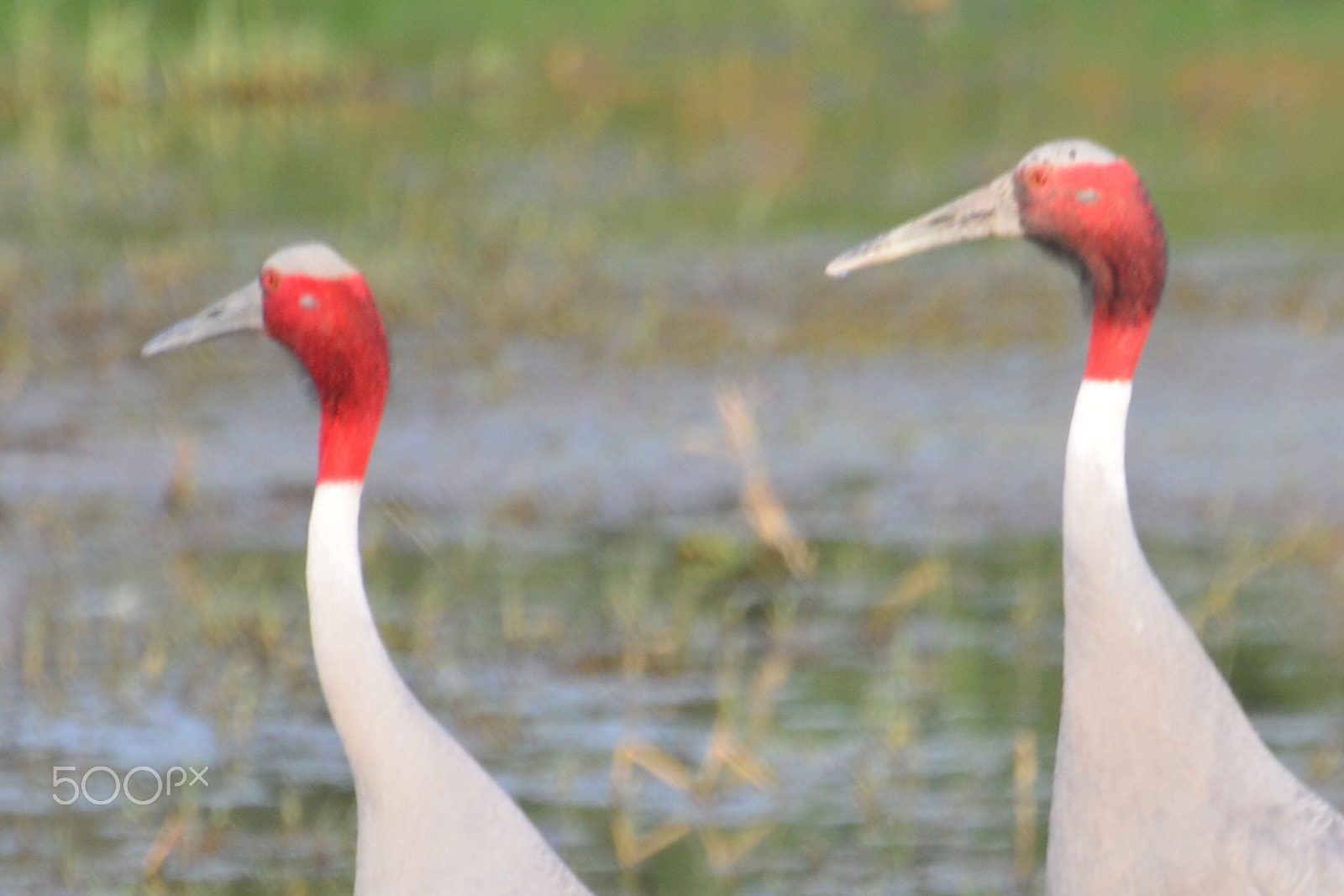 Nikon D5100 sample photo. Birds glorious birds- sarus crane photography