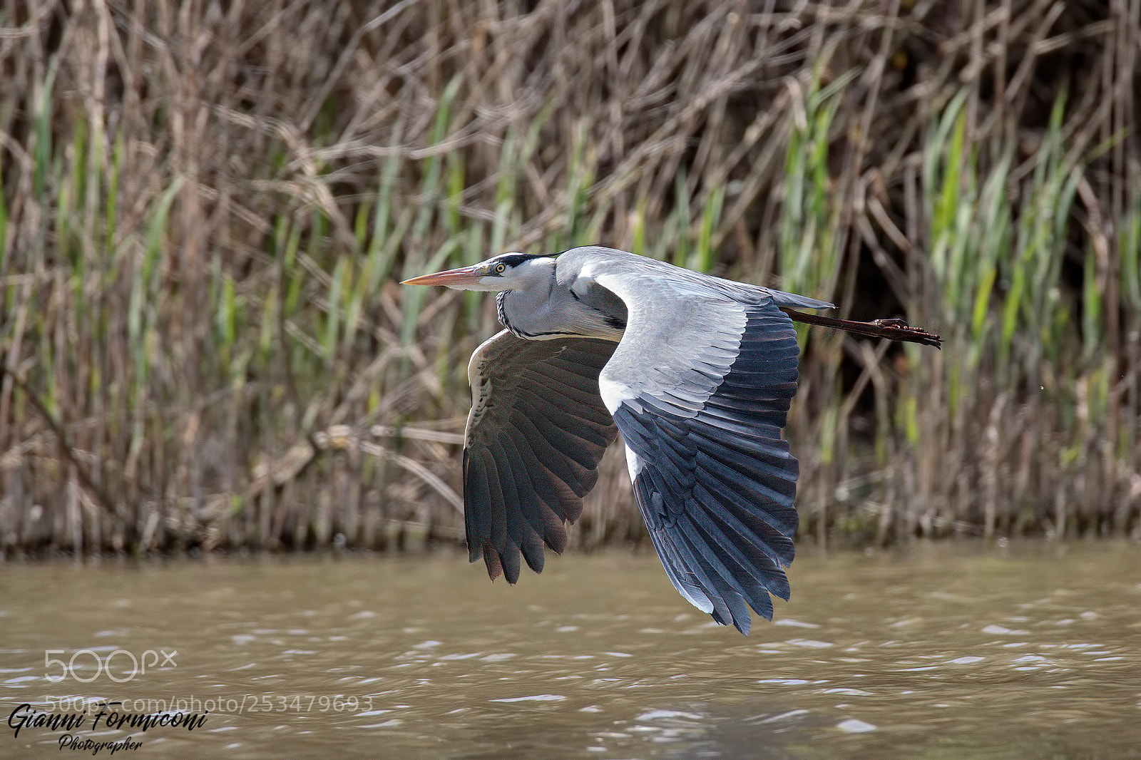 Canon EOS 5D Mark IV sample photo. Grey heron photography