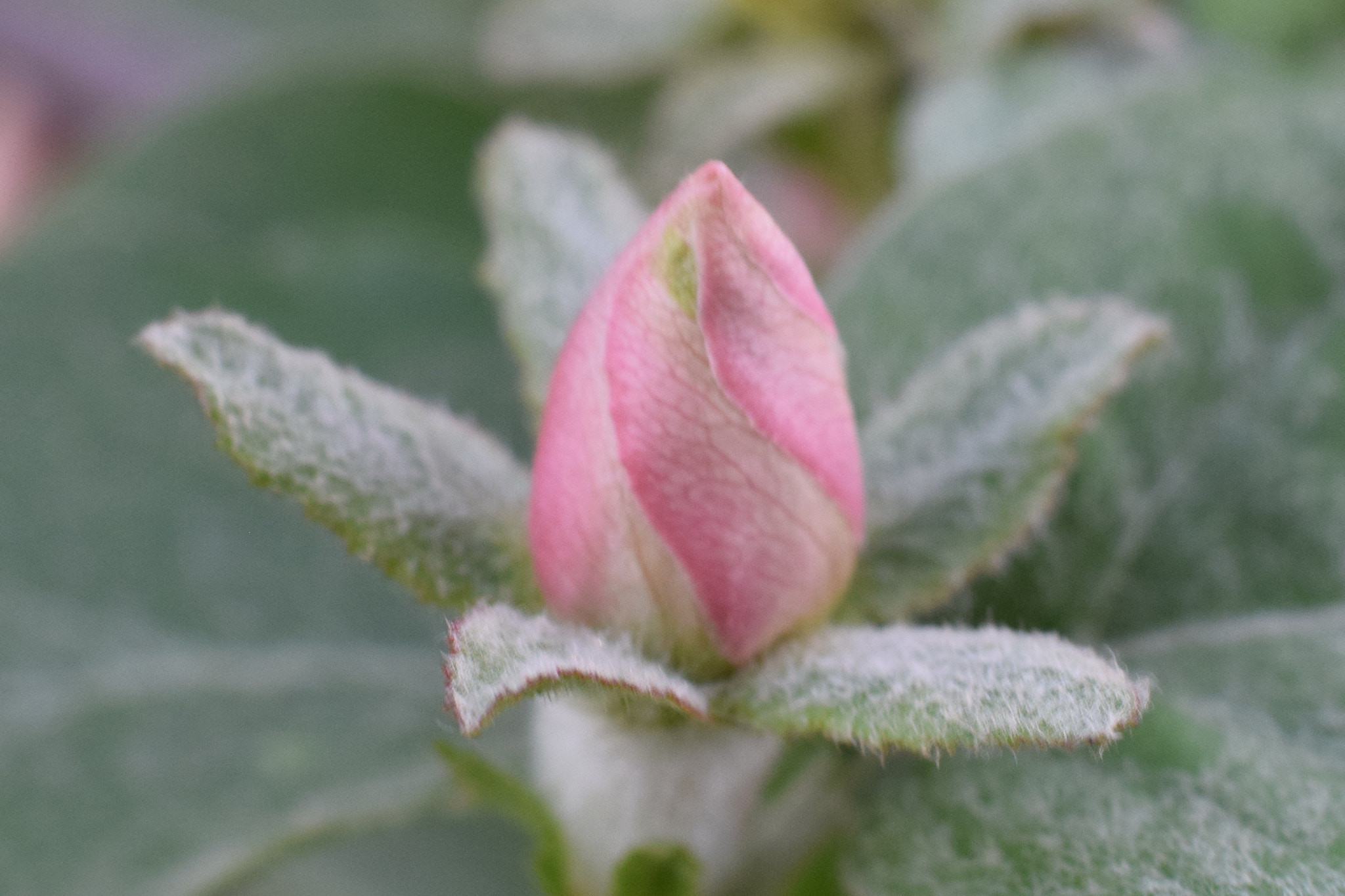 Nikon AF-S Nikkor 50mm F1.8G sample photo. Plum bud photography