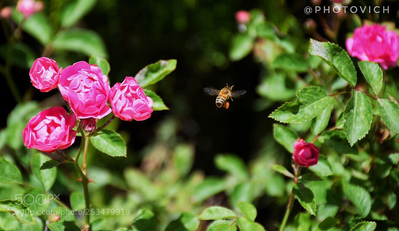 Nikon D5300 sample photo. Untitled photography