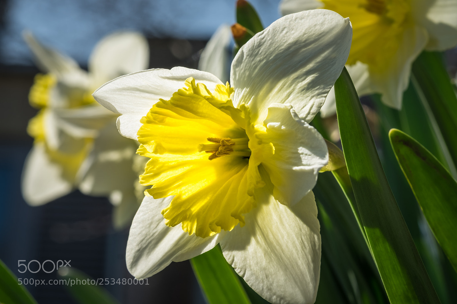 Fujifilm X-T1 sample photo. Narcissus 'ice follies' photography
