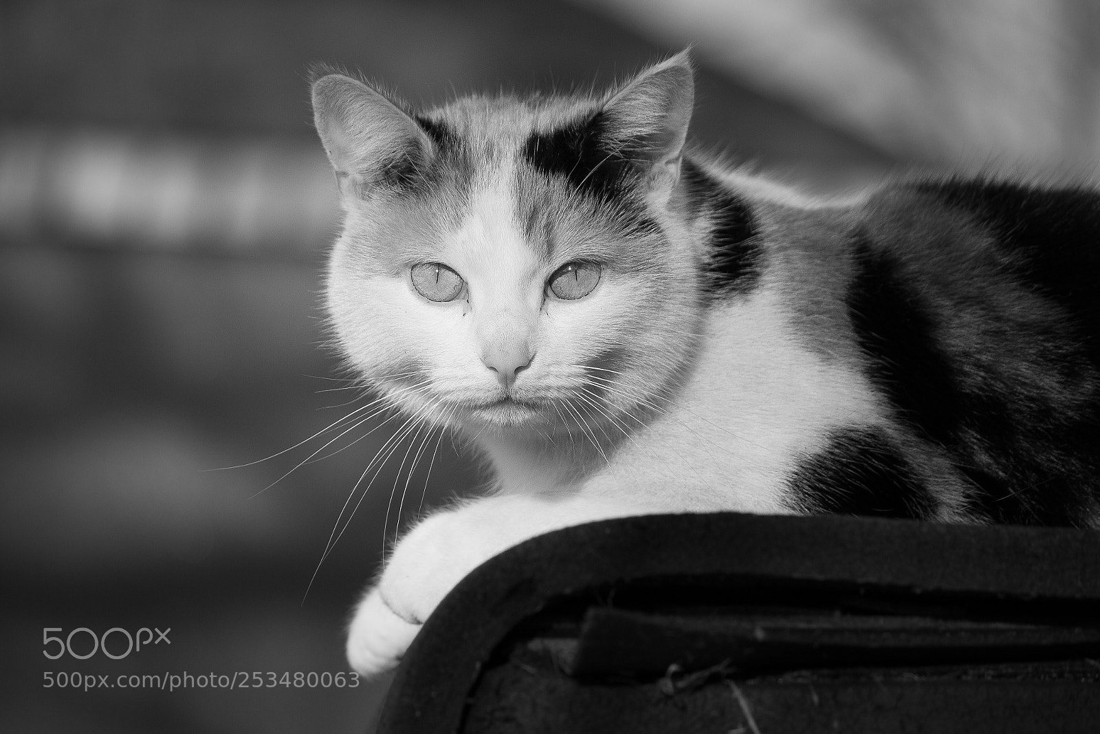 Canon EOS 550D (EOS Rebel T2i / EOS Kiss X4) sample photo. Cat b&w photography