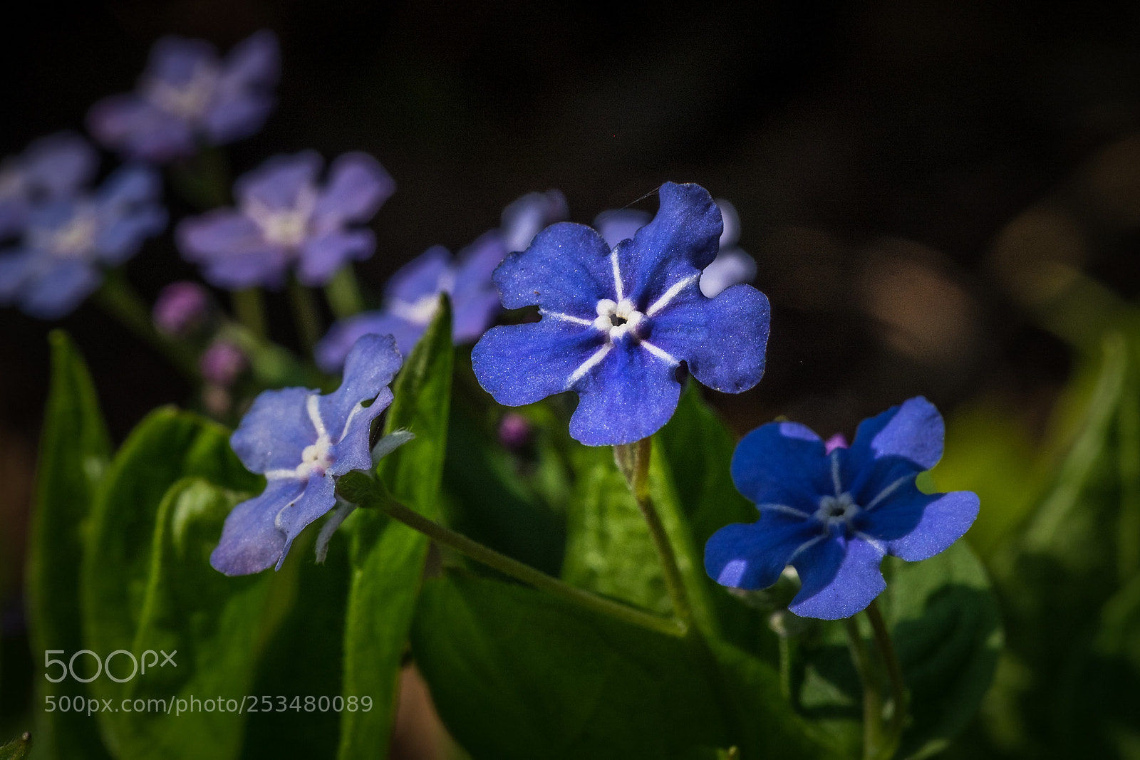 Fujifilm X-T1 sample photo. Fr hlings nabeln sschen photography