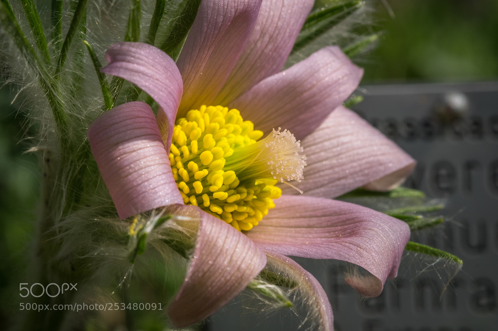 Fujifilm X-T1 sample photo. Pulsatilla vulgaris 'perlen glocke' photography