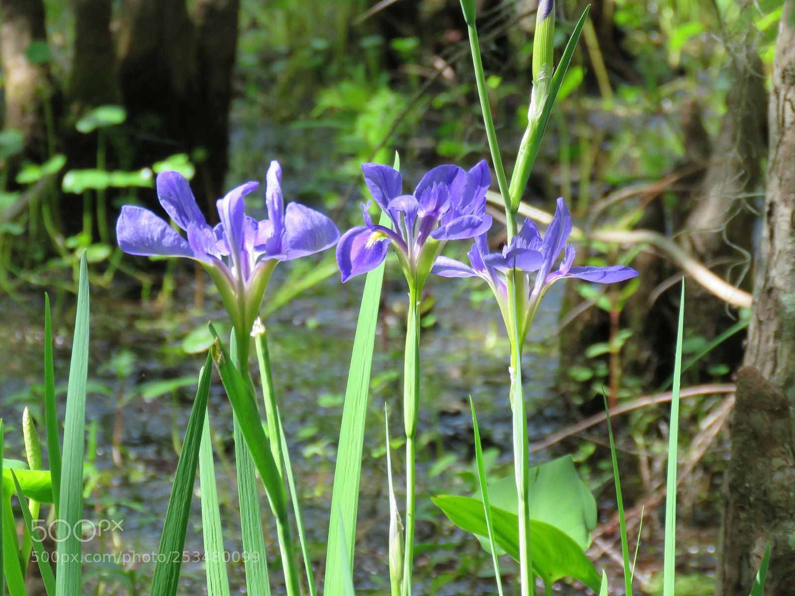 Canon PowerShot SX60 HS sample photo. Blue iris in jean photography