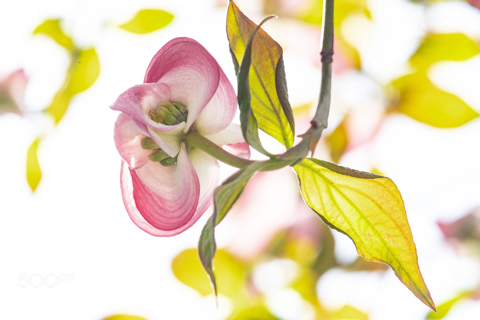 Sony a7R II sample photo. Dogwood photography