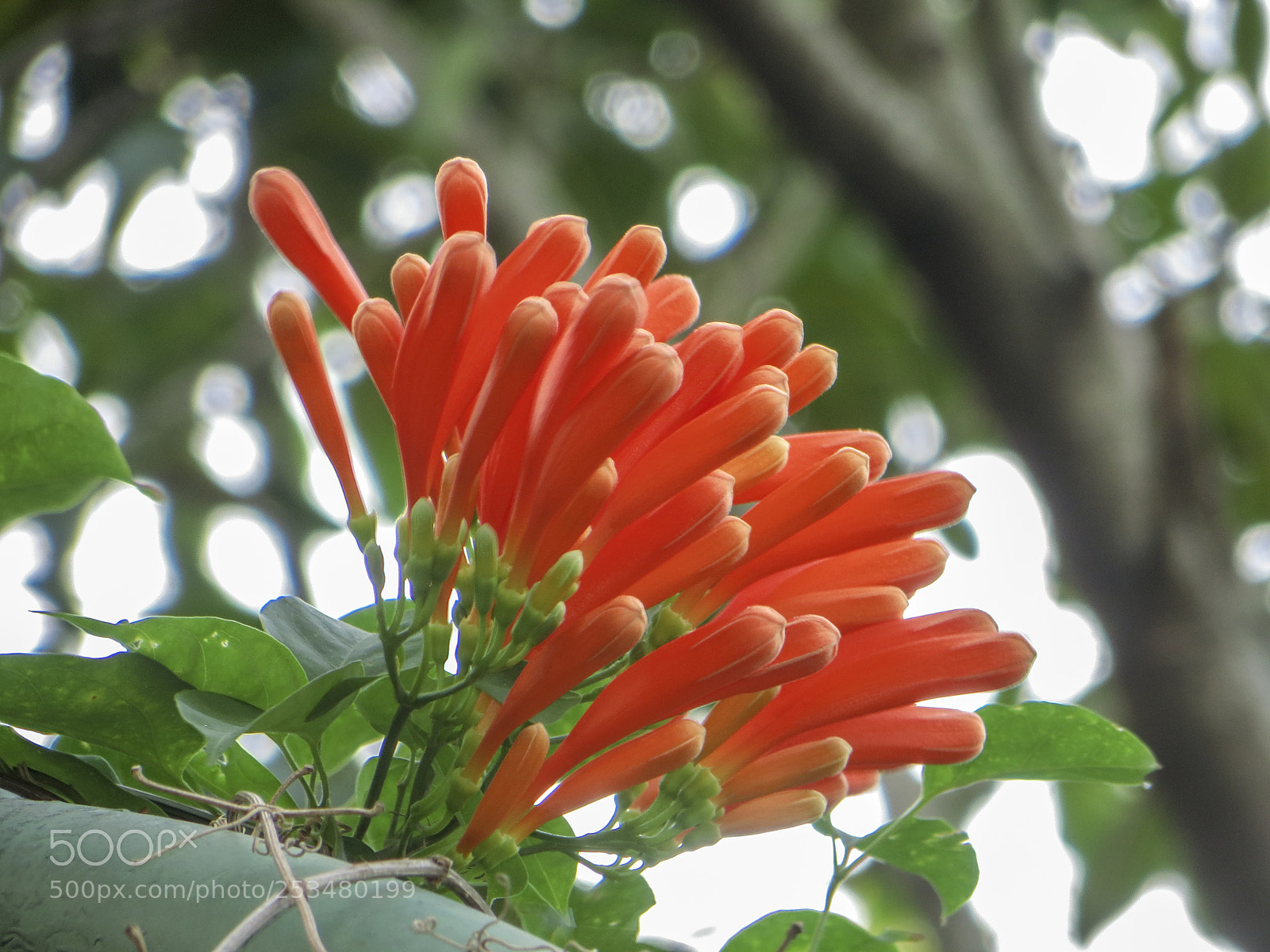 Canon PowerShot SX240 HS sample photo. 炮仗花 photography