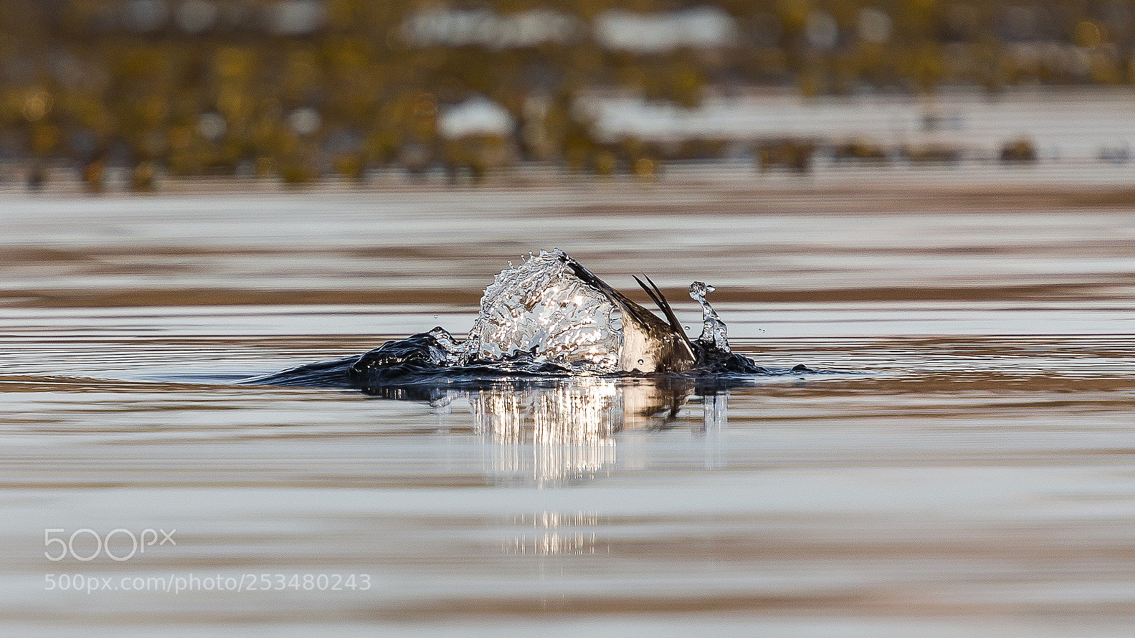 Canon EOS-1D X sample photo. Diving duck photography