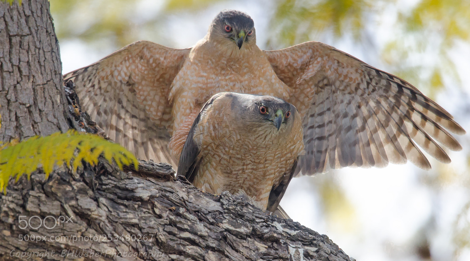 Nikon D7000 sample photo. Raptor love photography