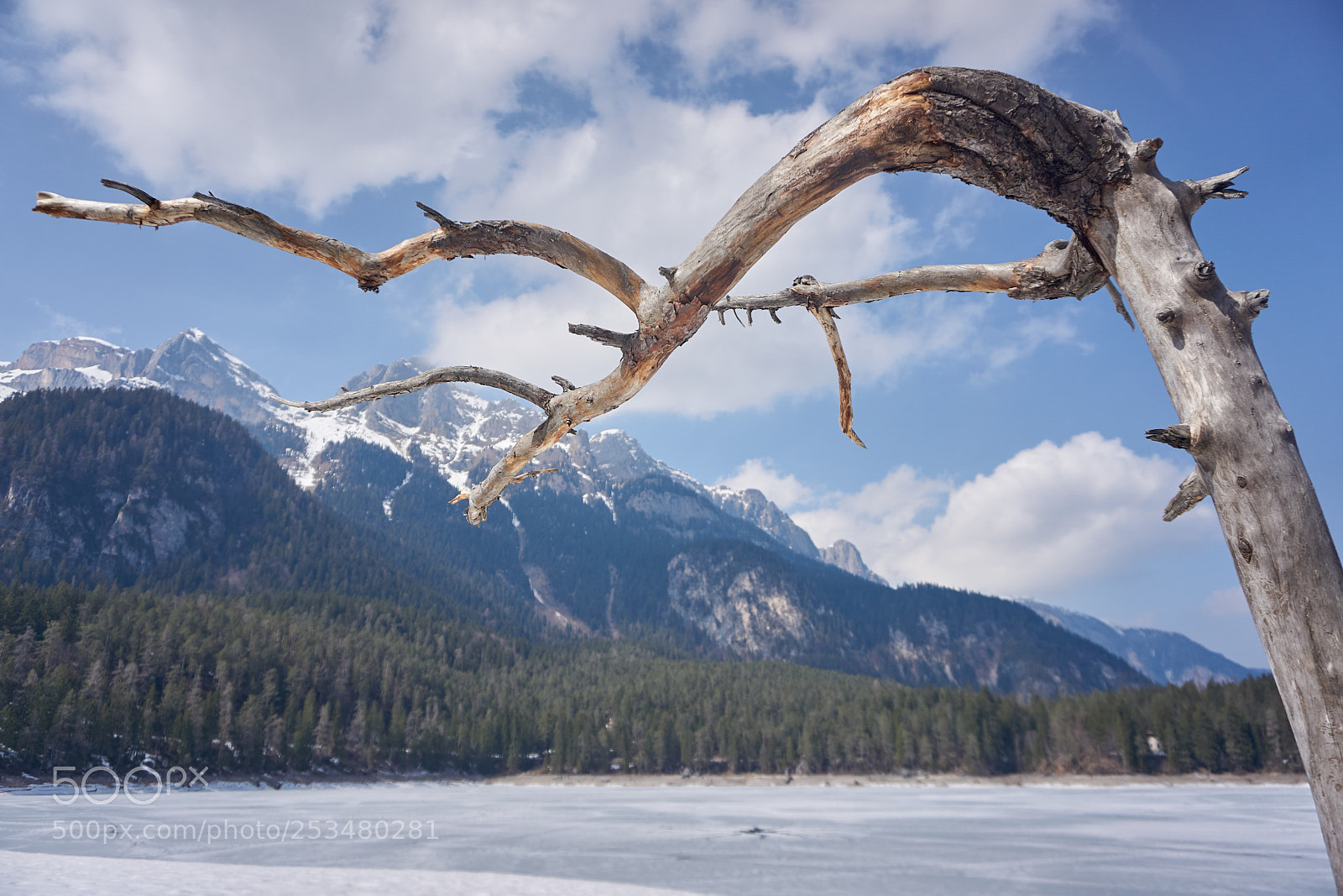 Sony a6000 sample photo. Branch on the frozen photography