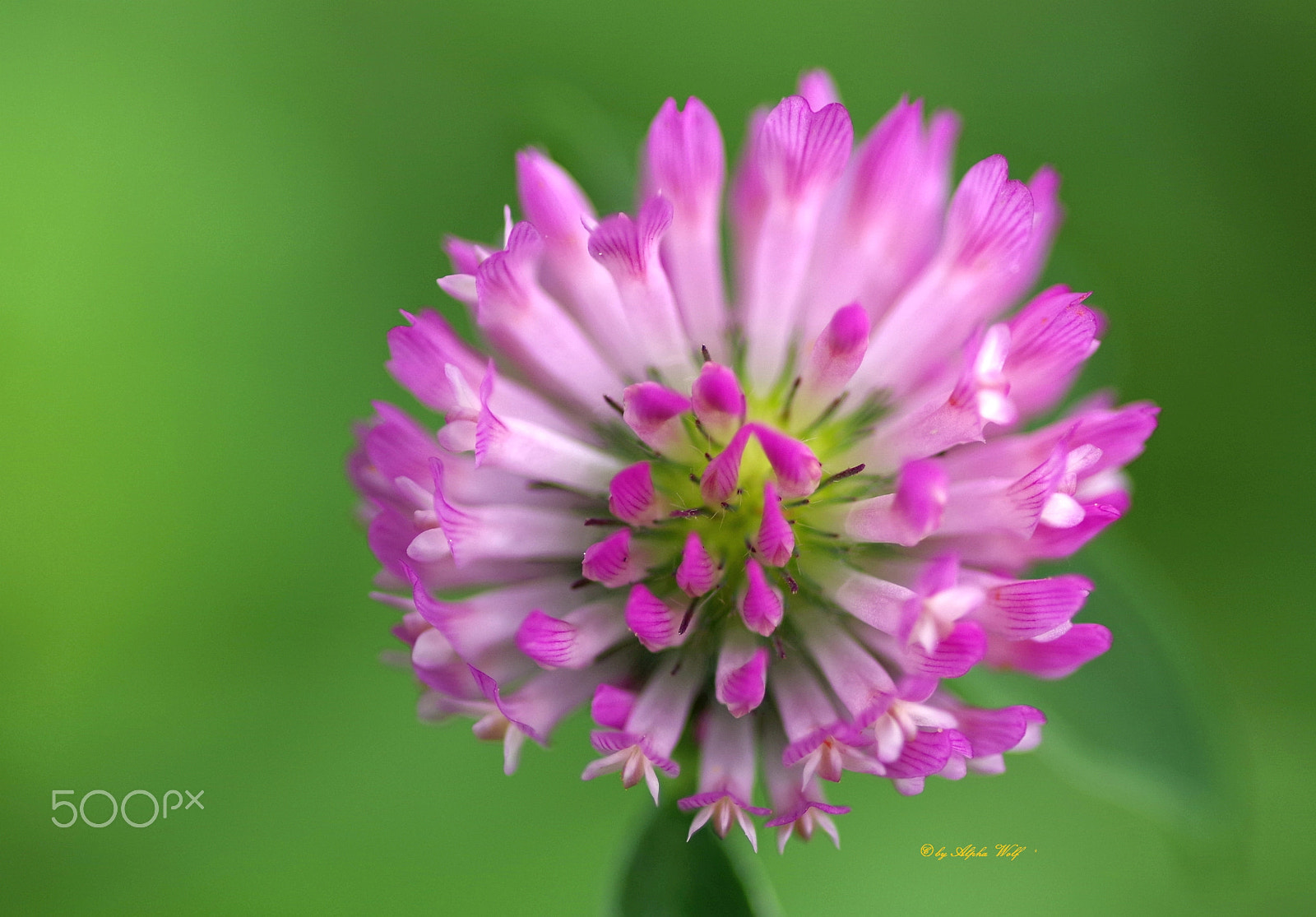 Pentax smc D-FA 100mm F2.8 Macro WR sample photo. Clover photography