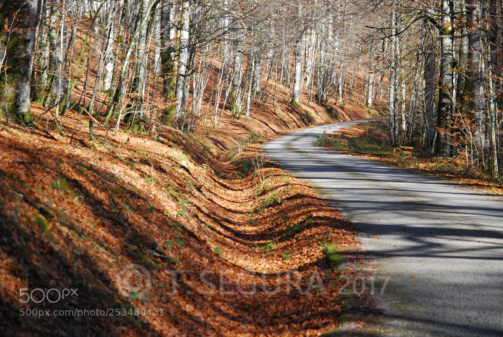 Nikon D80 sample photo. Roncesvalles, sombras. photography