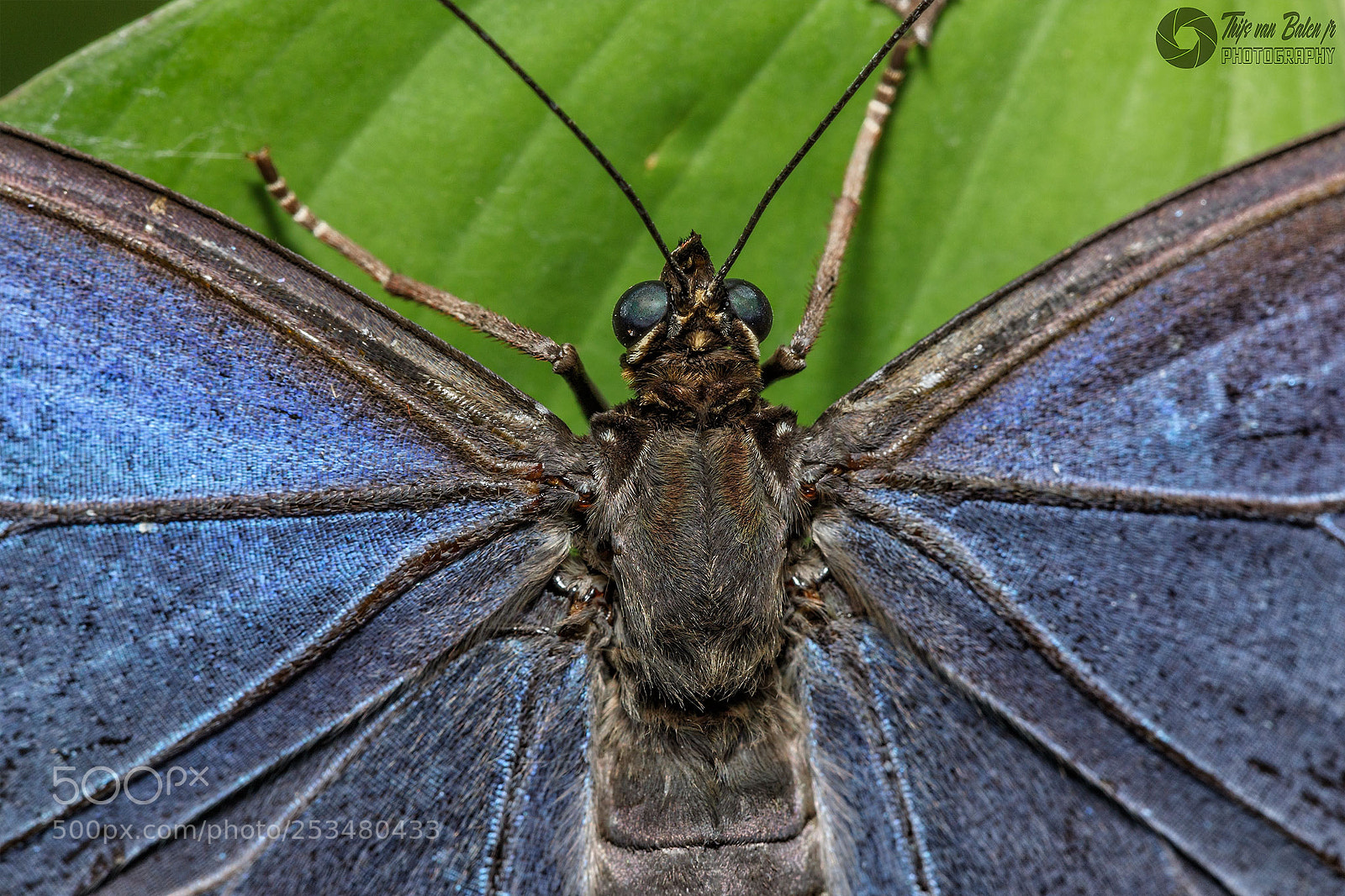 Canon EOS 5D Mark II sample photo. Morpho paleides photography