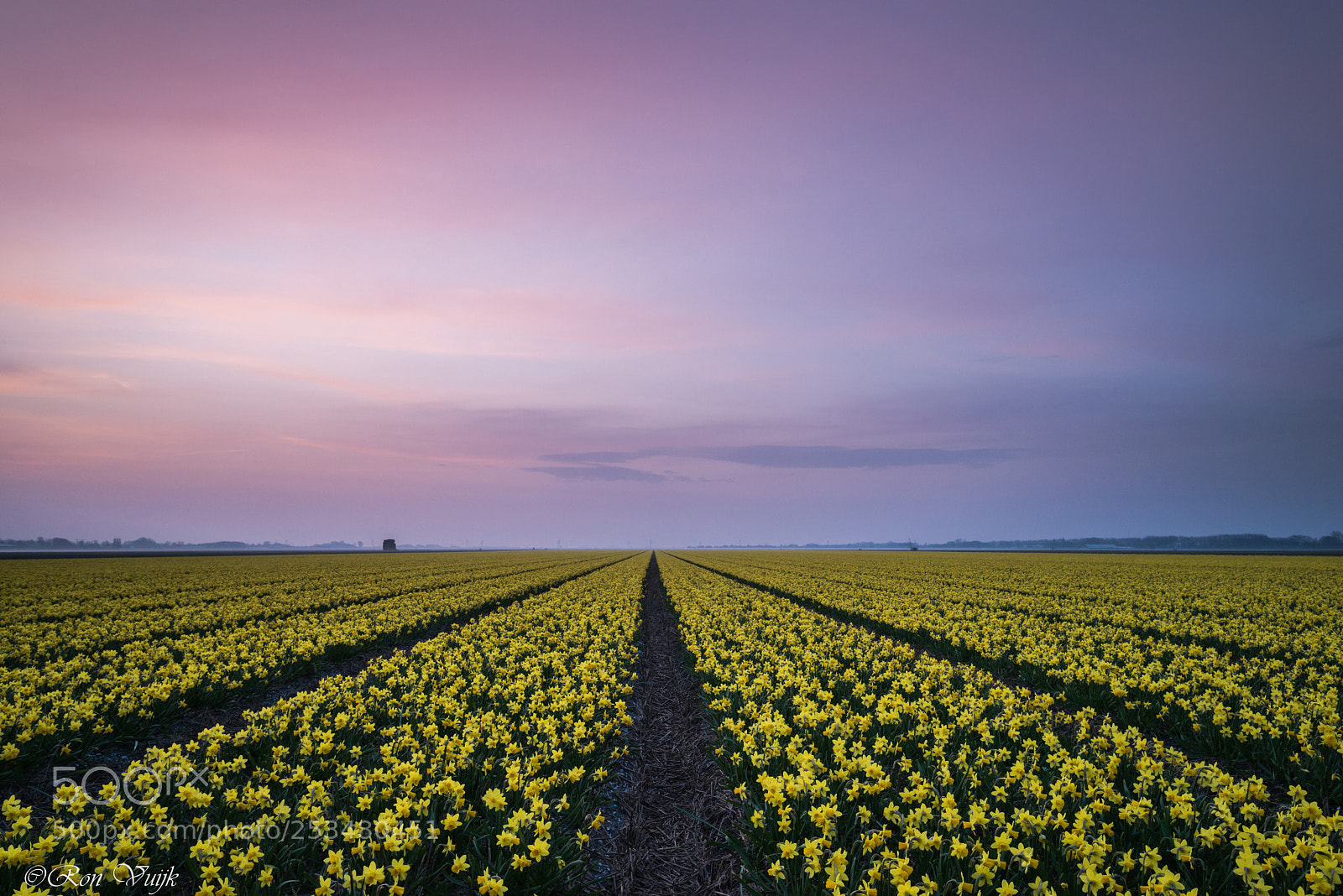 Nikon D800E sample photo. Daffodils photography