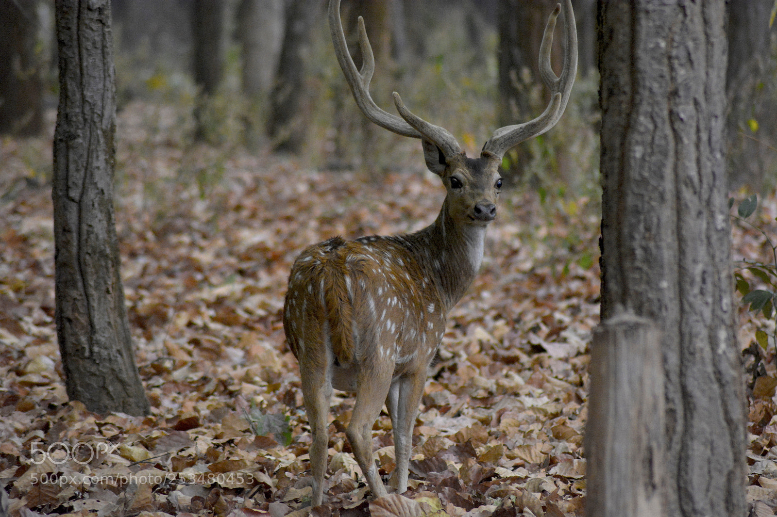 Nikon D5200 sample photo. Deer photography