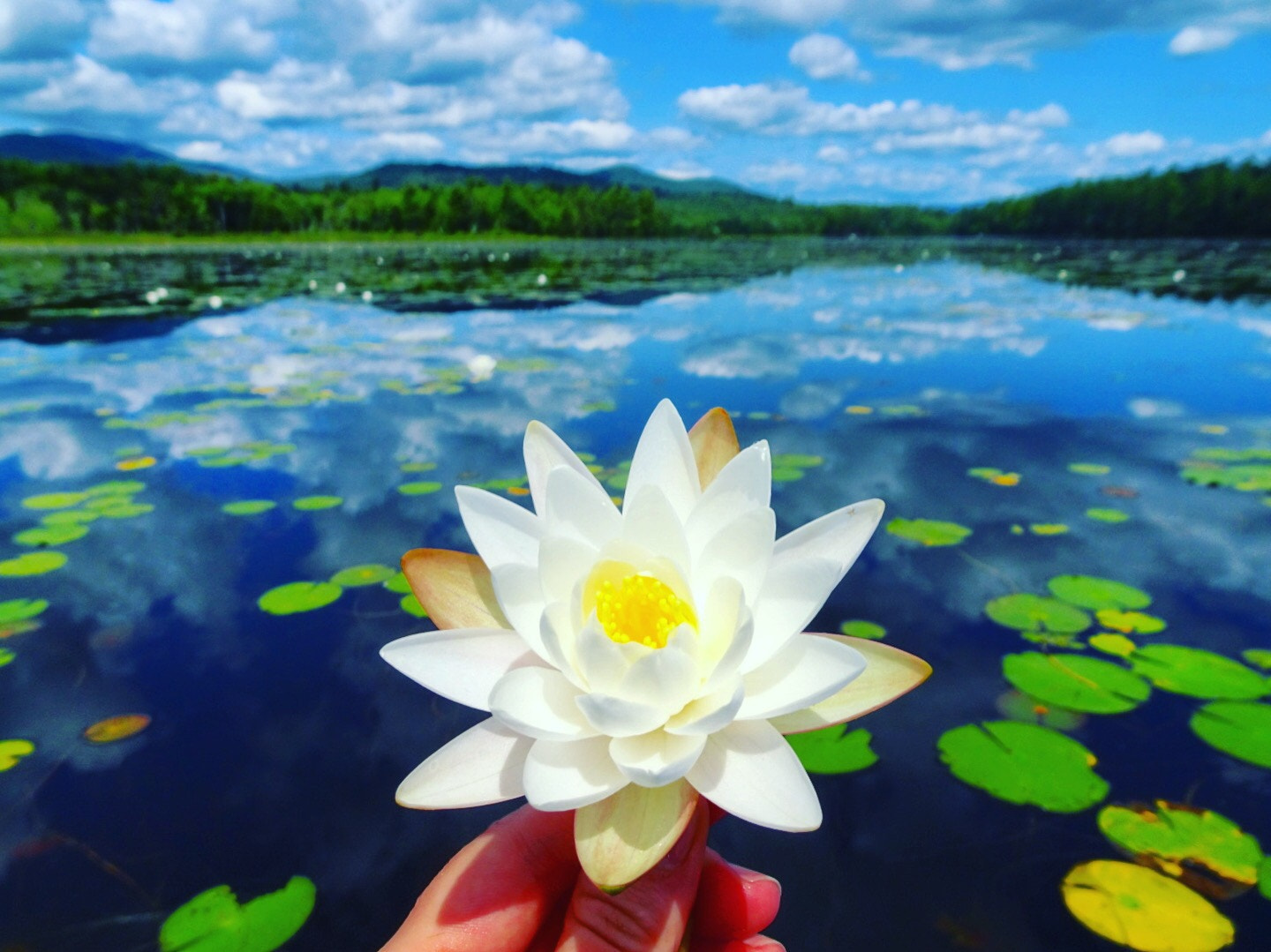 Sony Cyber-shot DSC-HX80 sample photo. Water lily beauty  photography