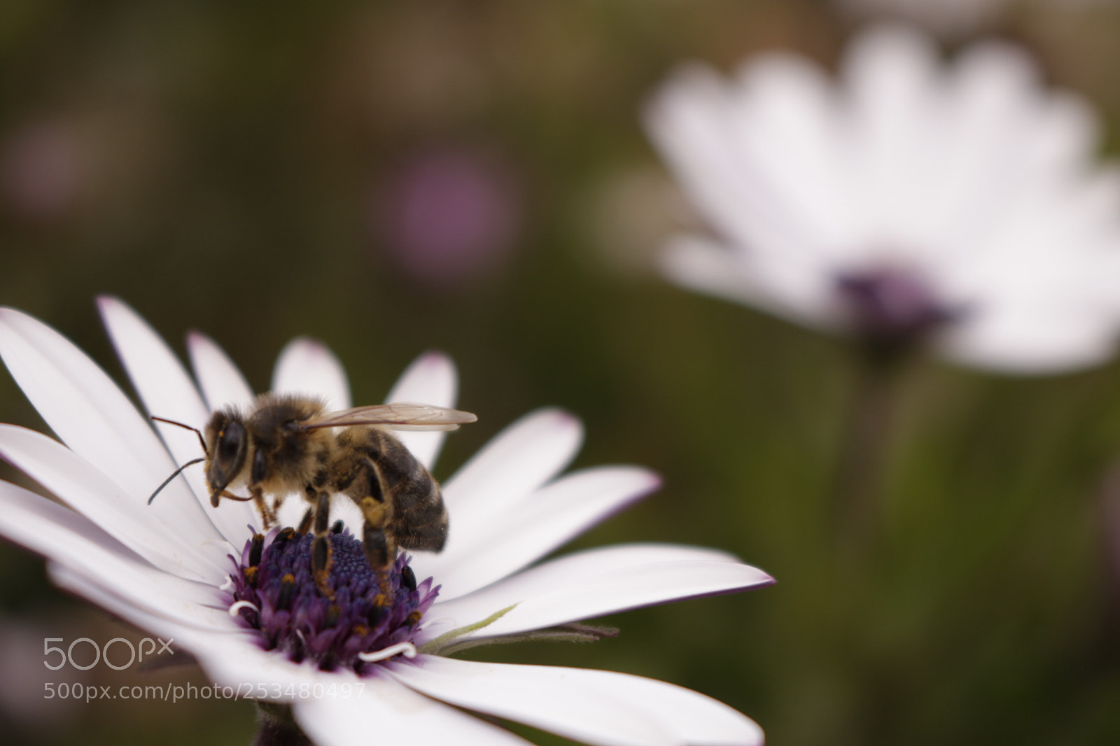 Canon EOS 750D (EOS Rebel T6i / EOS Kiss X8i) sample photo. Bee photography