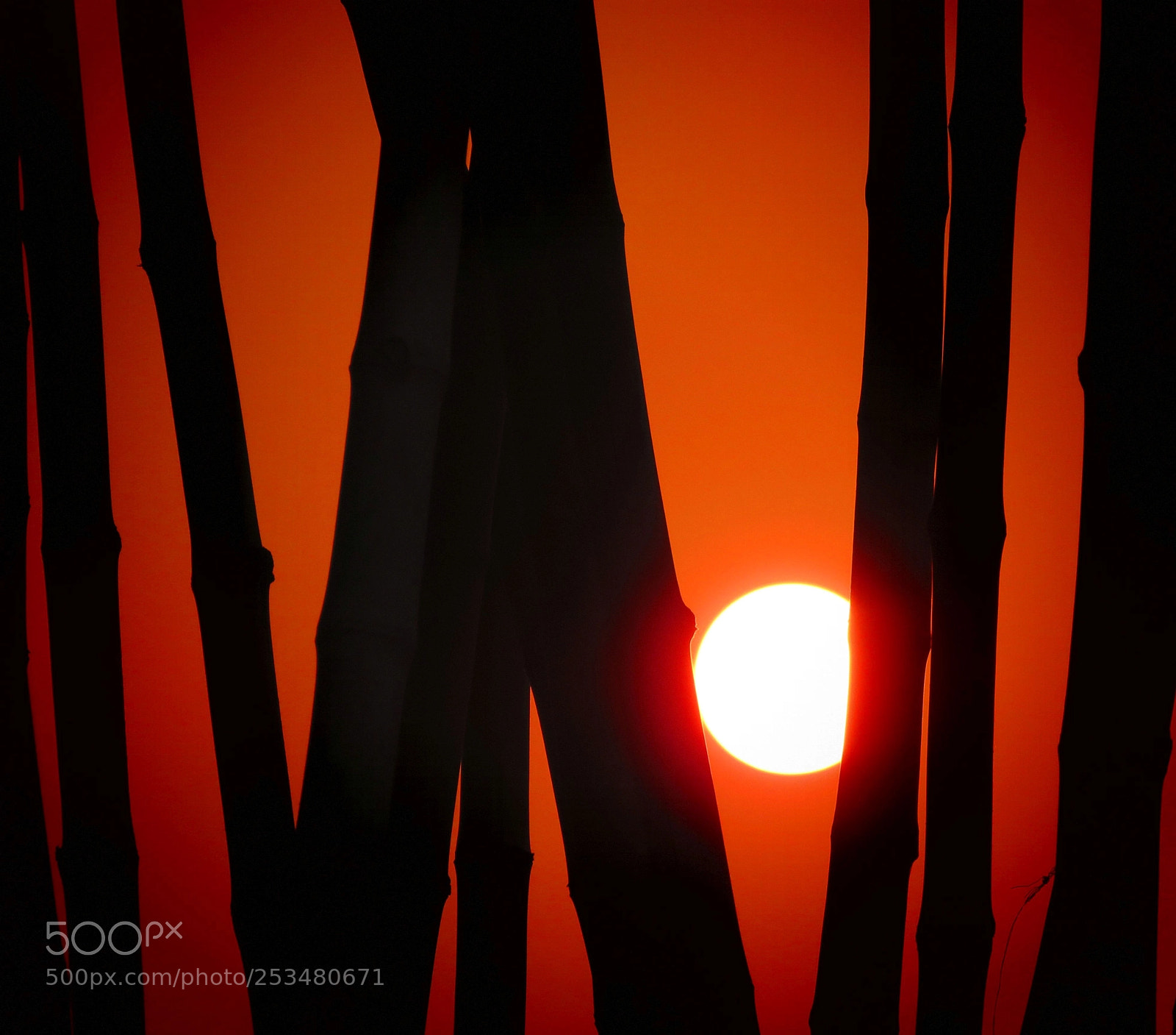 Canon PowerShot SX60 HS sample photo. Sunset in bamboo grove photography