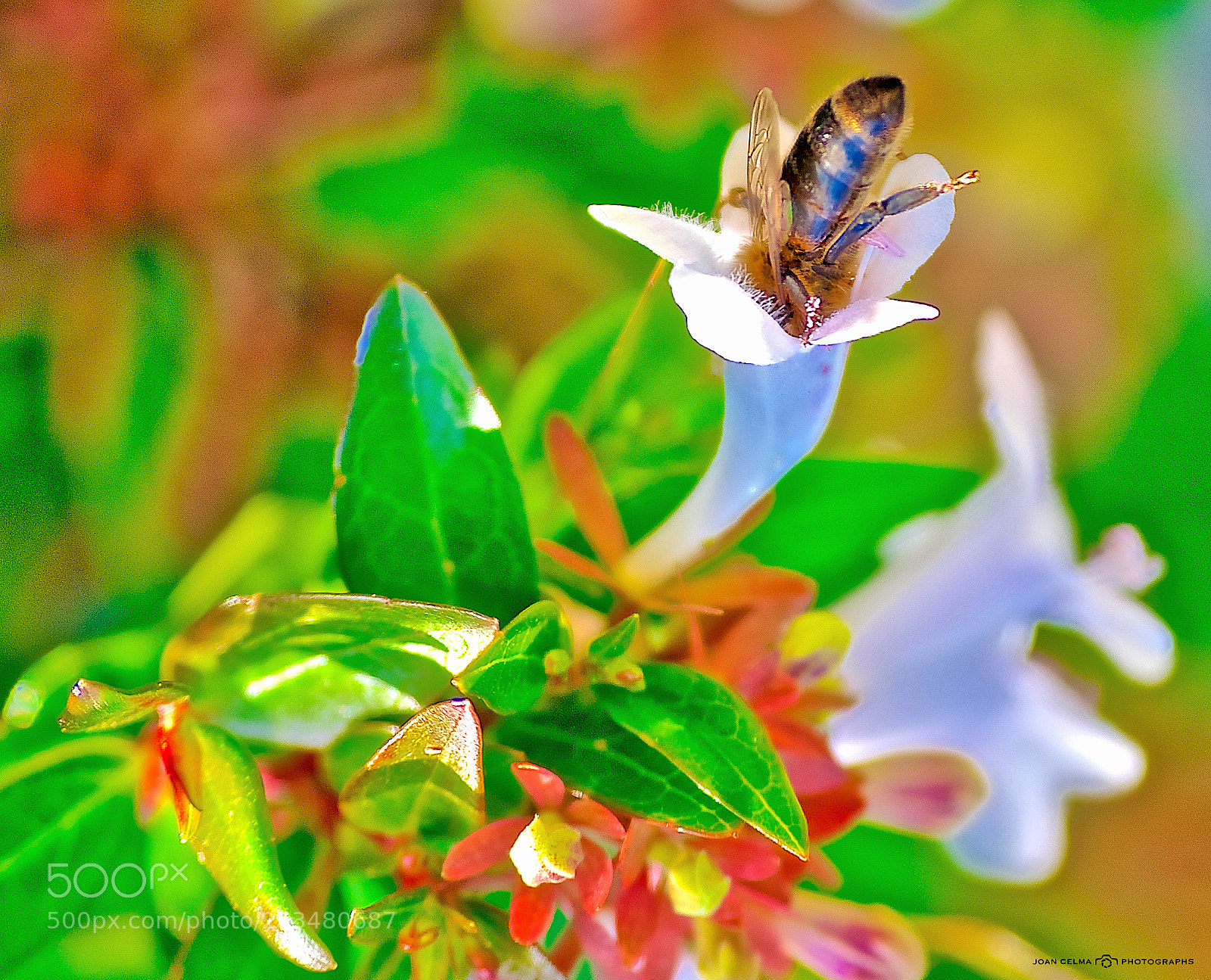 Nikon D300S sample photo. In search of pollen photography