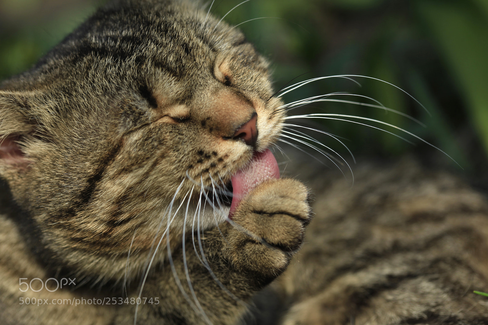 Canon EOS 5D Mark II sample photo. Cute cat photography