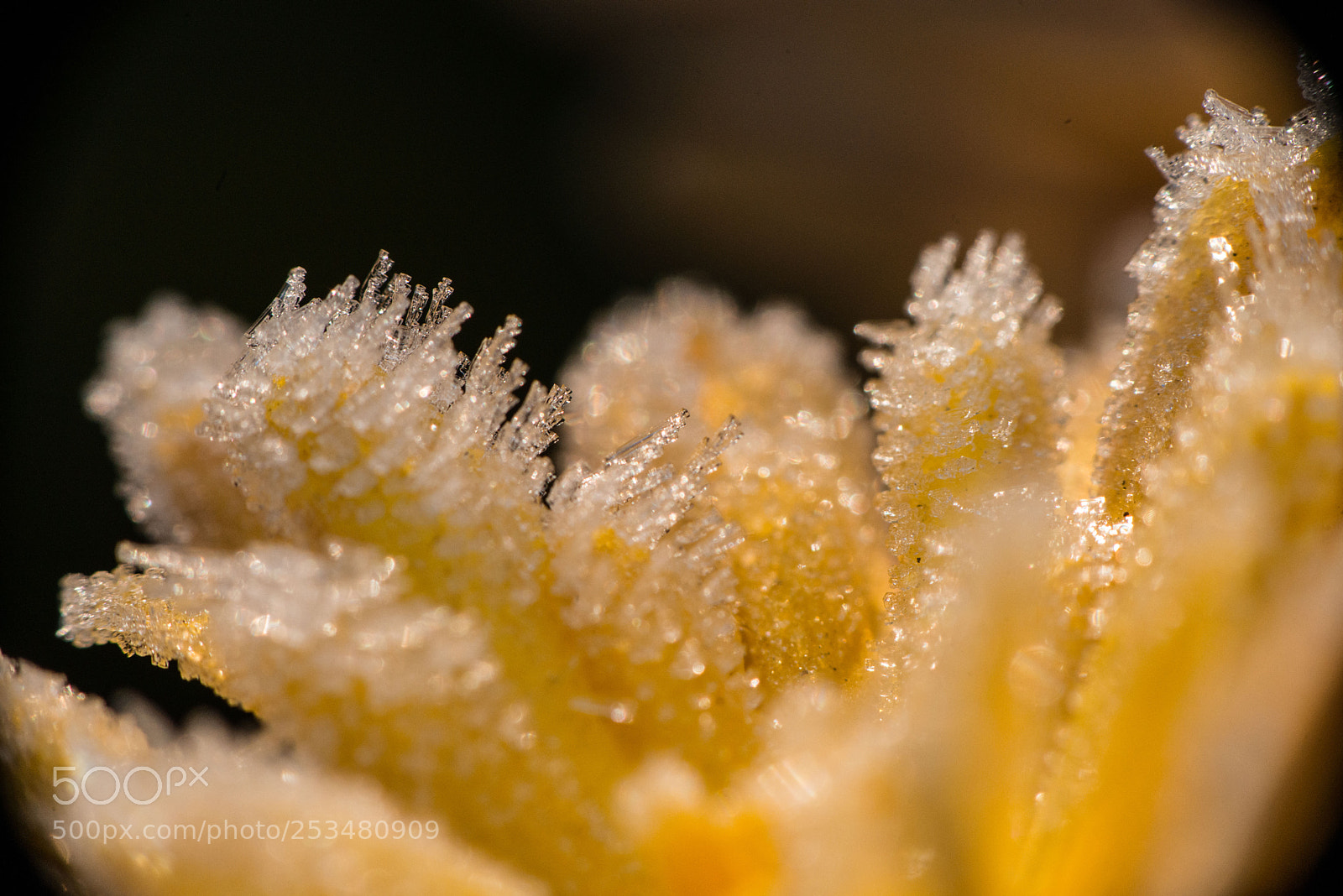 Nikon D800 sample photo. сон белоснежный photography