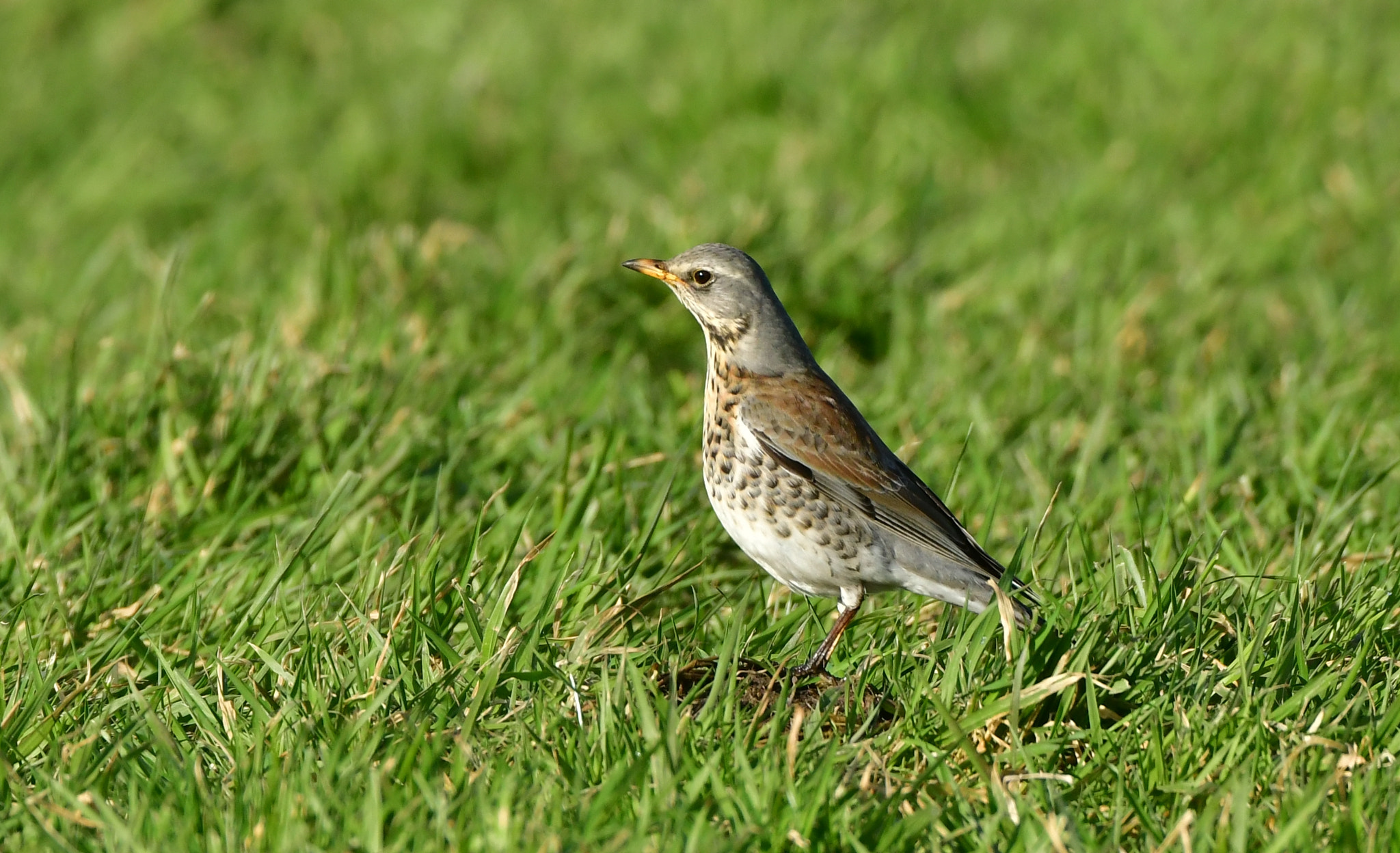 Nikon D500 + Nikon AF-S Nikkor 500mm F4G ED VR sample photo. Kramsvogel photography