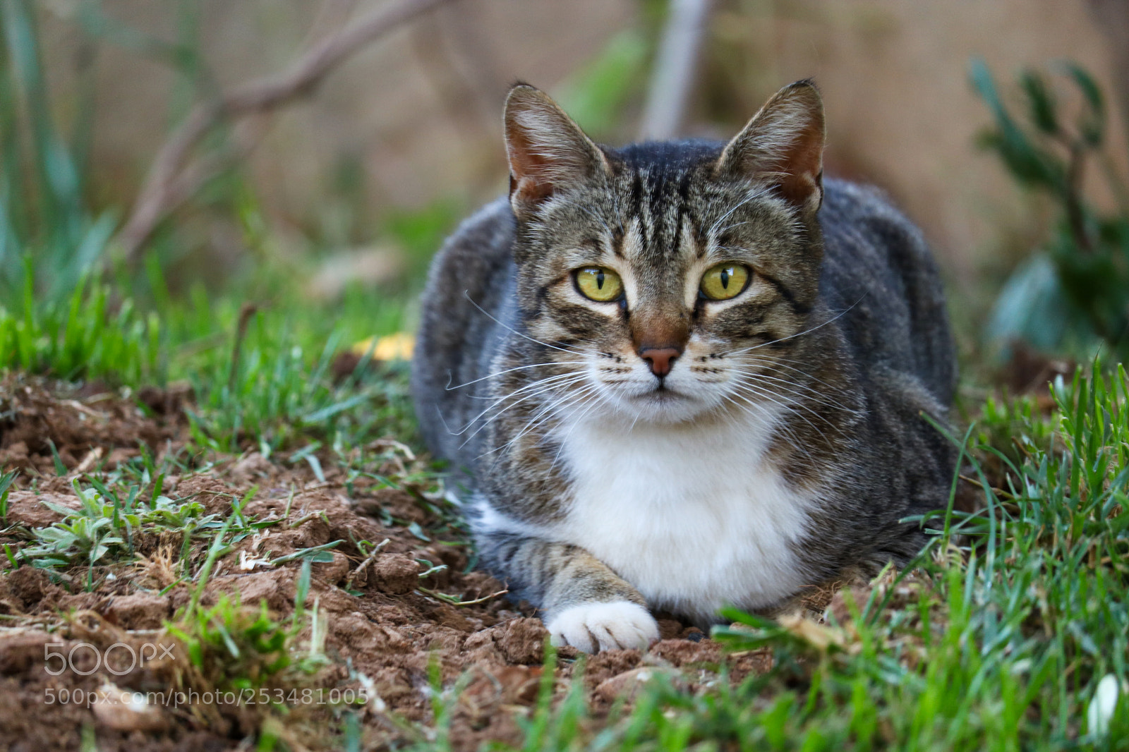 Canon EOS 750D (EOS Rebel T6i / EOS Kiss X8i) sample photo. My cat photography