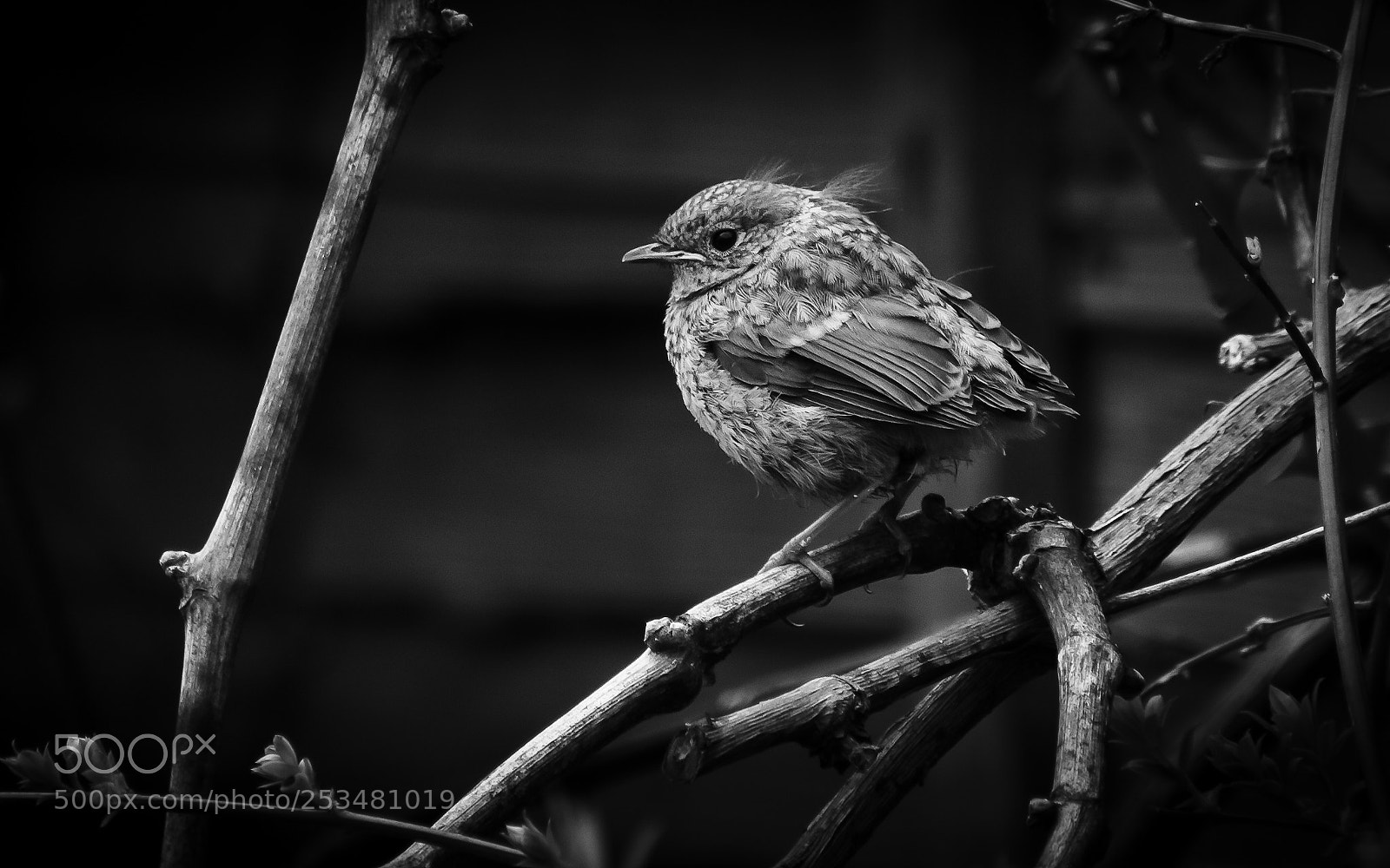 Canon EOS 7D sample photo. 1st fledgling photography