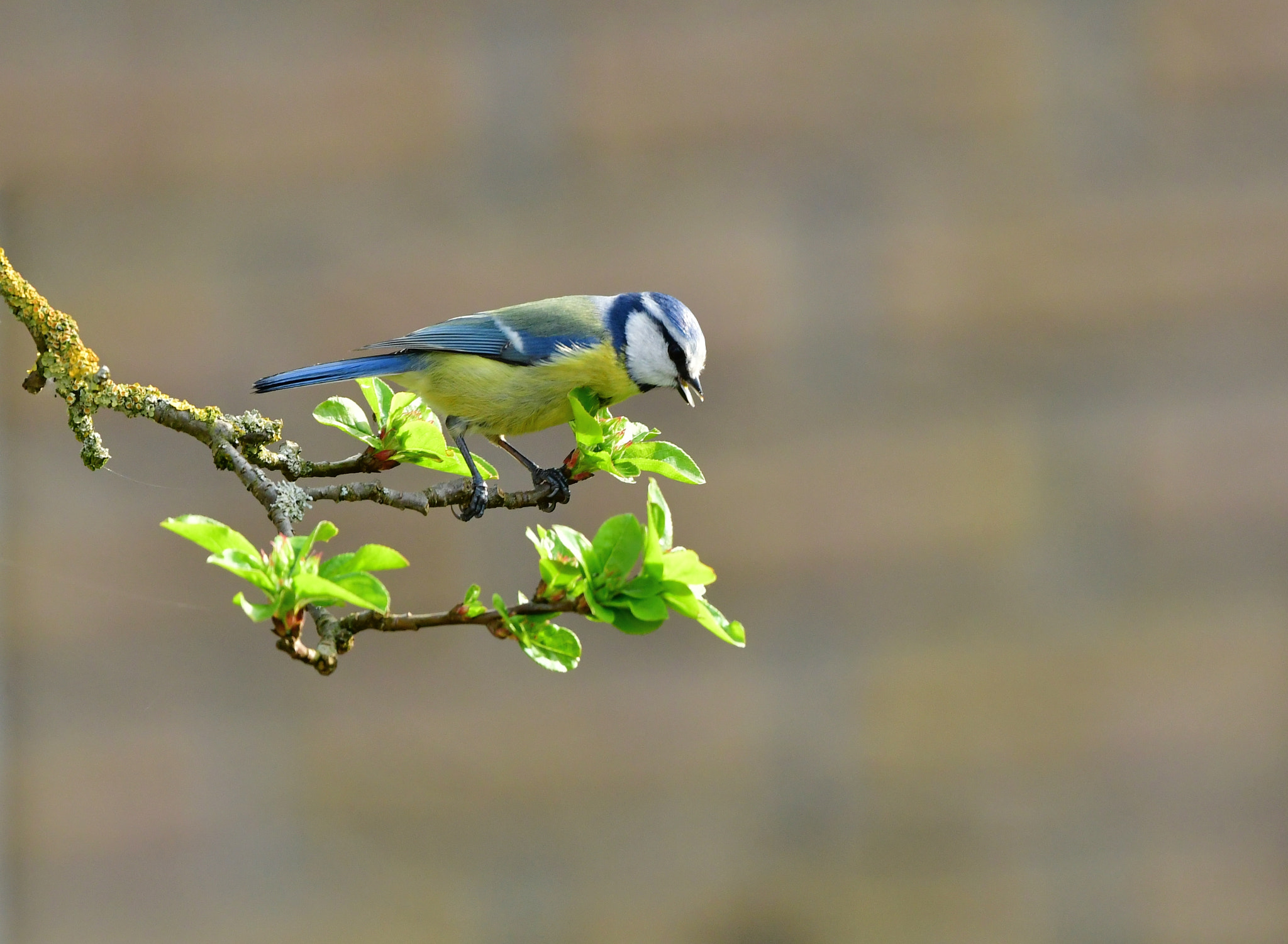 Nikon AF-S Nikkor 500mm F4G ED VR sample photo. Pimpelmees photography